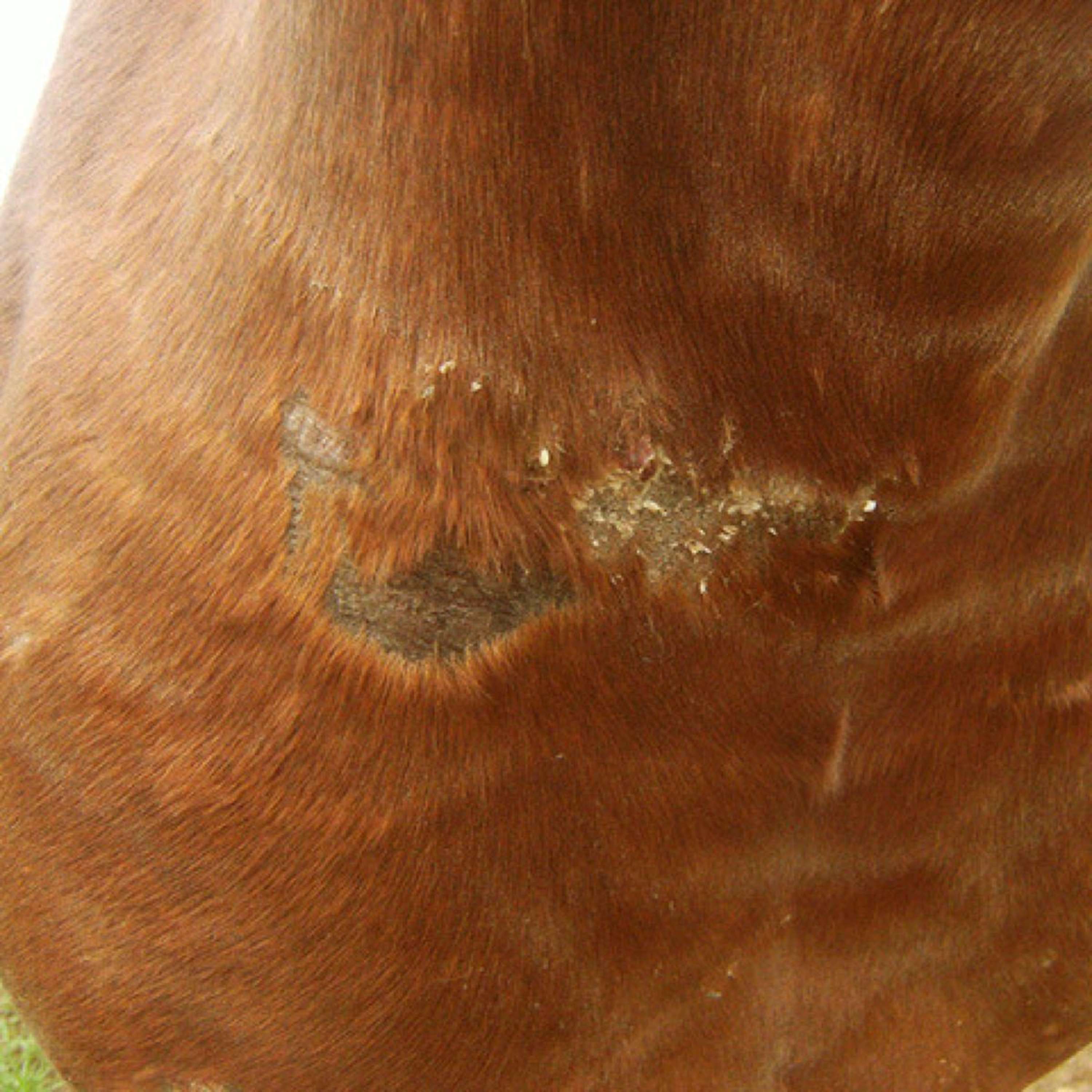 Animaderm Crema Idratante Cutene - Image 4