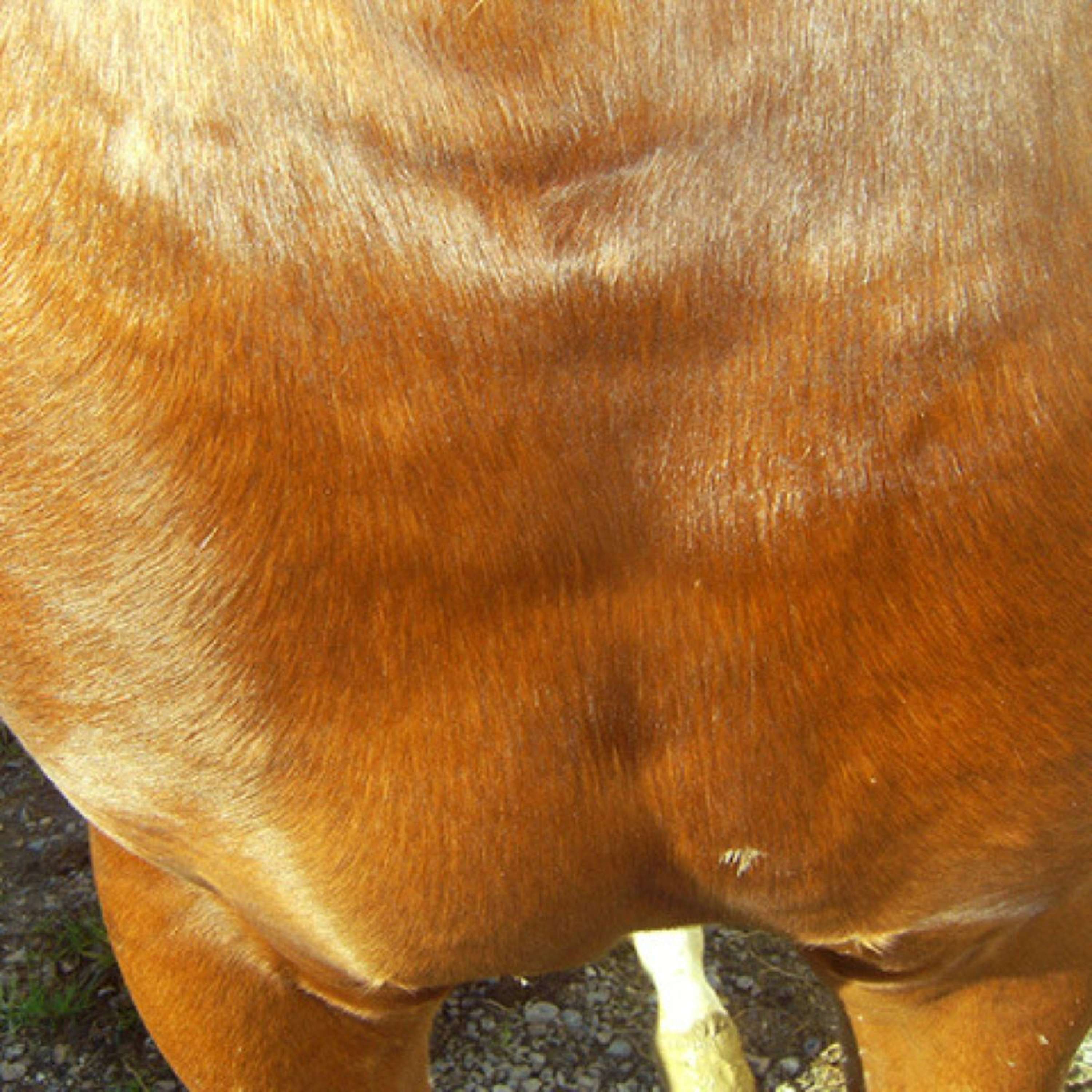 Animaderm Crema Idratante Cutene - Image 5