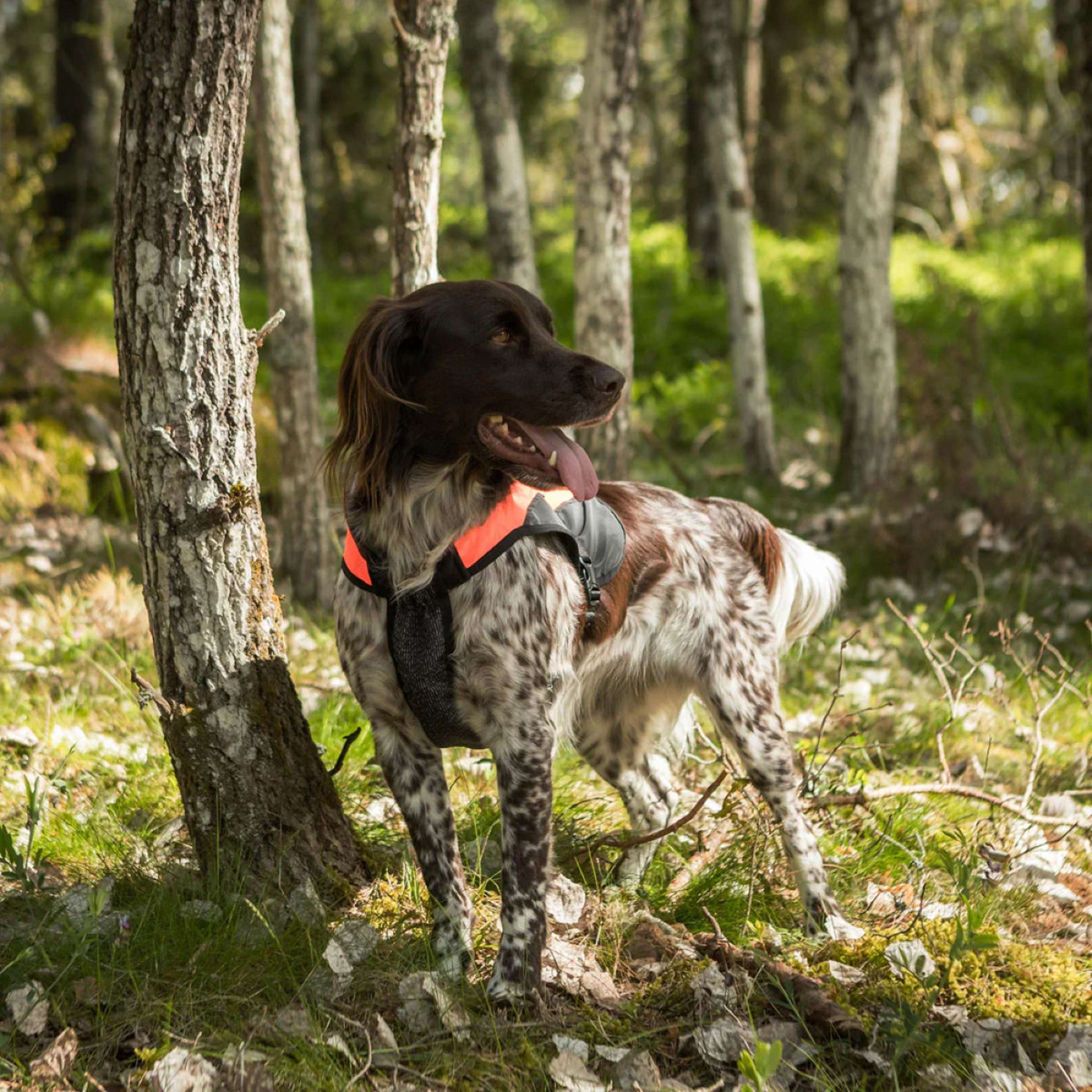 Back on Track Cappotto per Cane TRAKK Riflettente Arancia - Image 7
