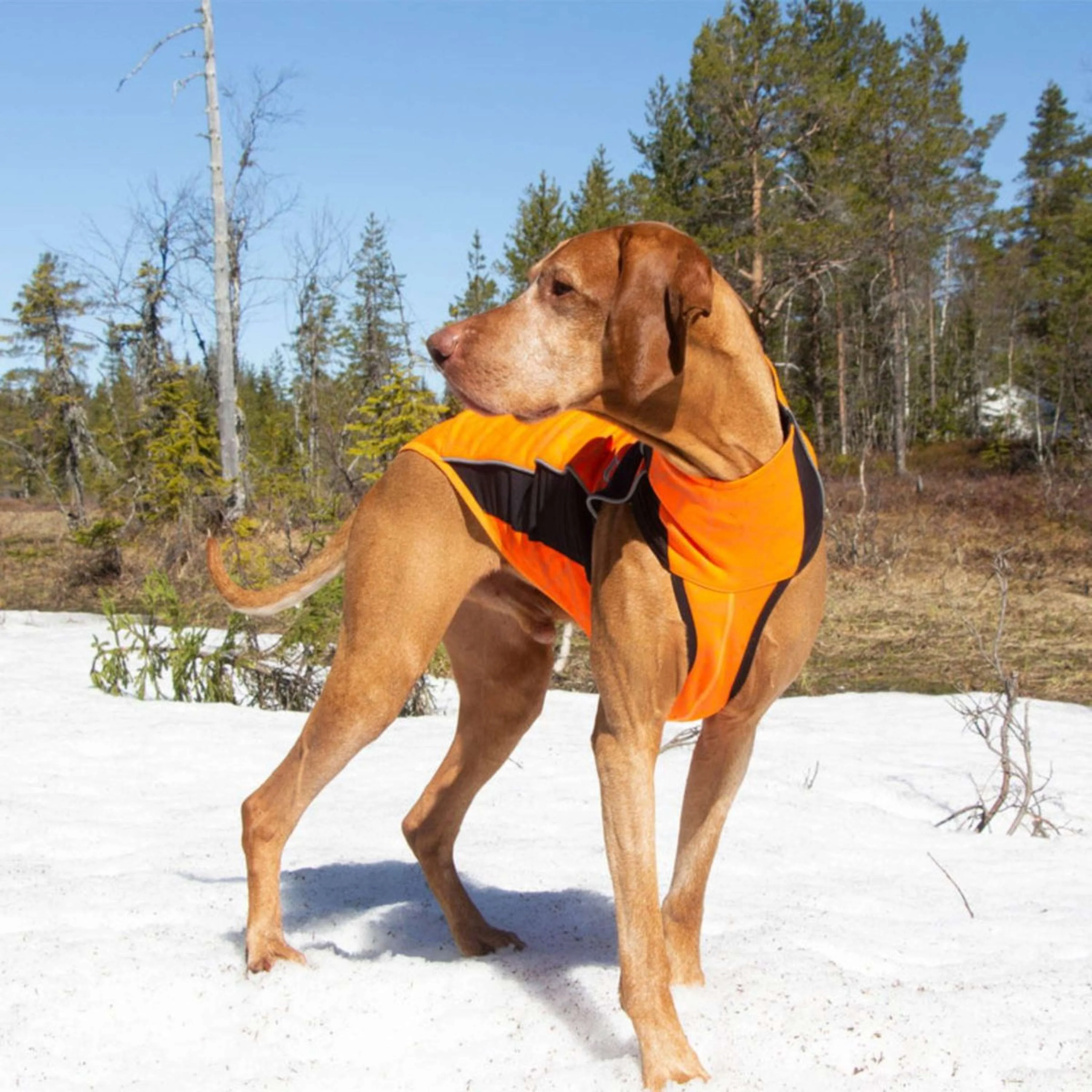 Back on Track Coperta per Cani Eddie High Visibility Jumper Arancia - Image 10