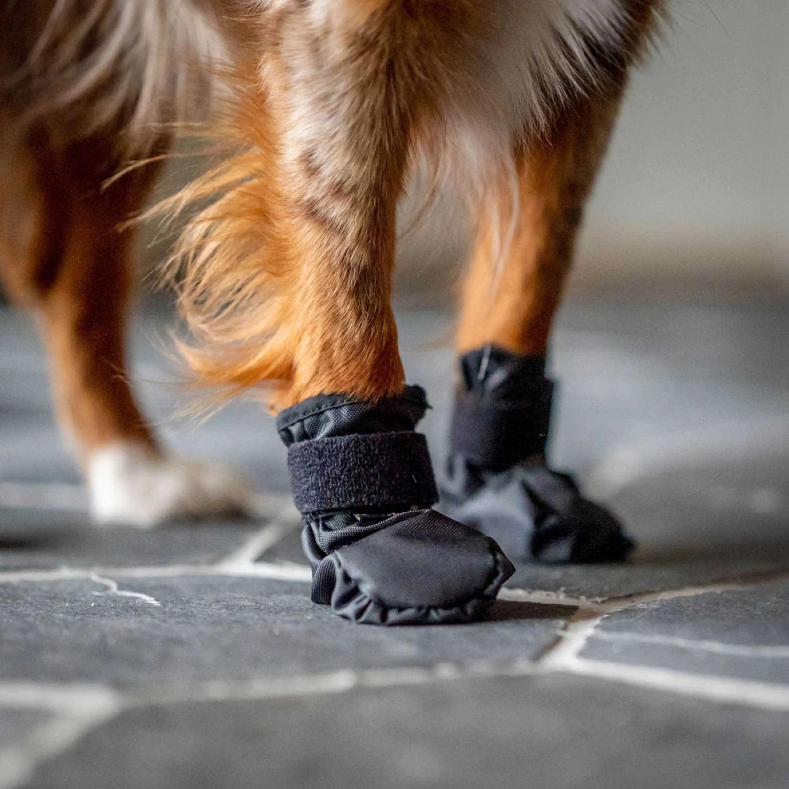 Back on Track Scarpe per Cani Koda Nero - Image 4