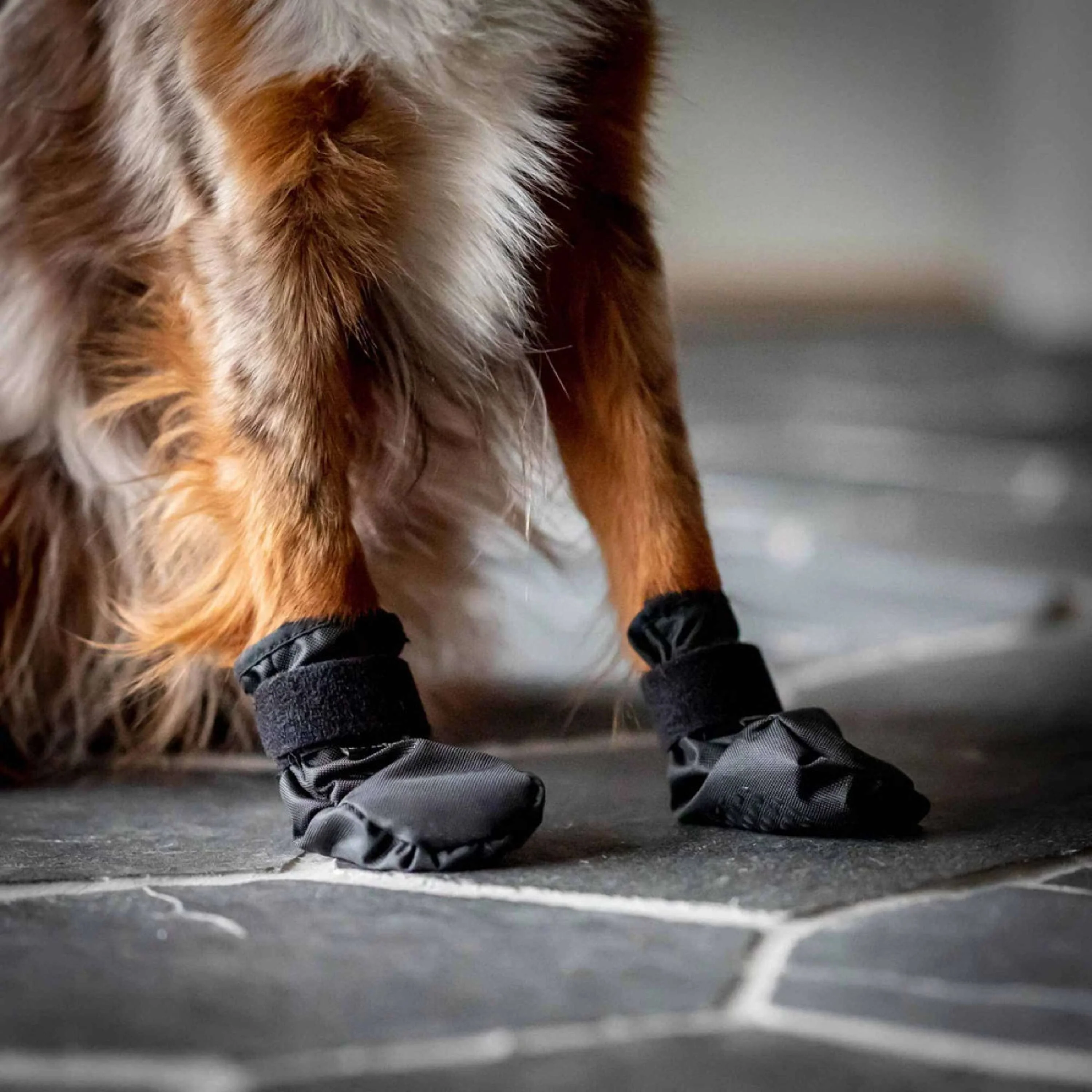 Back on Track Scarpe per Cani Koda Nero - Image 8