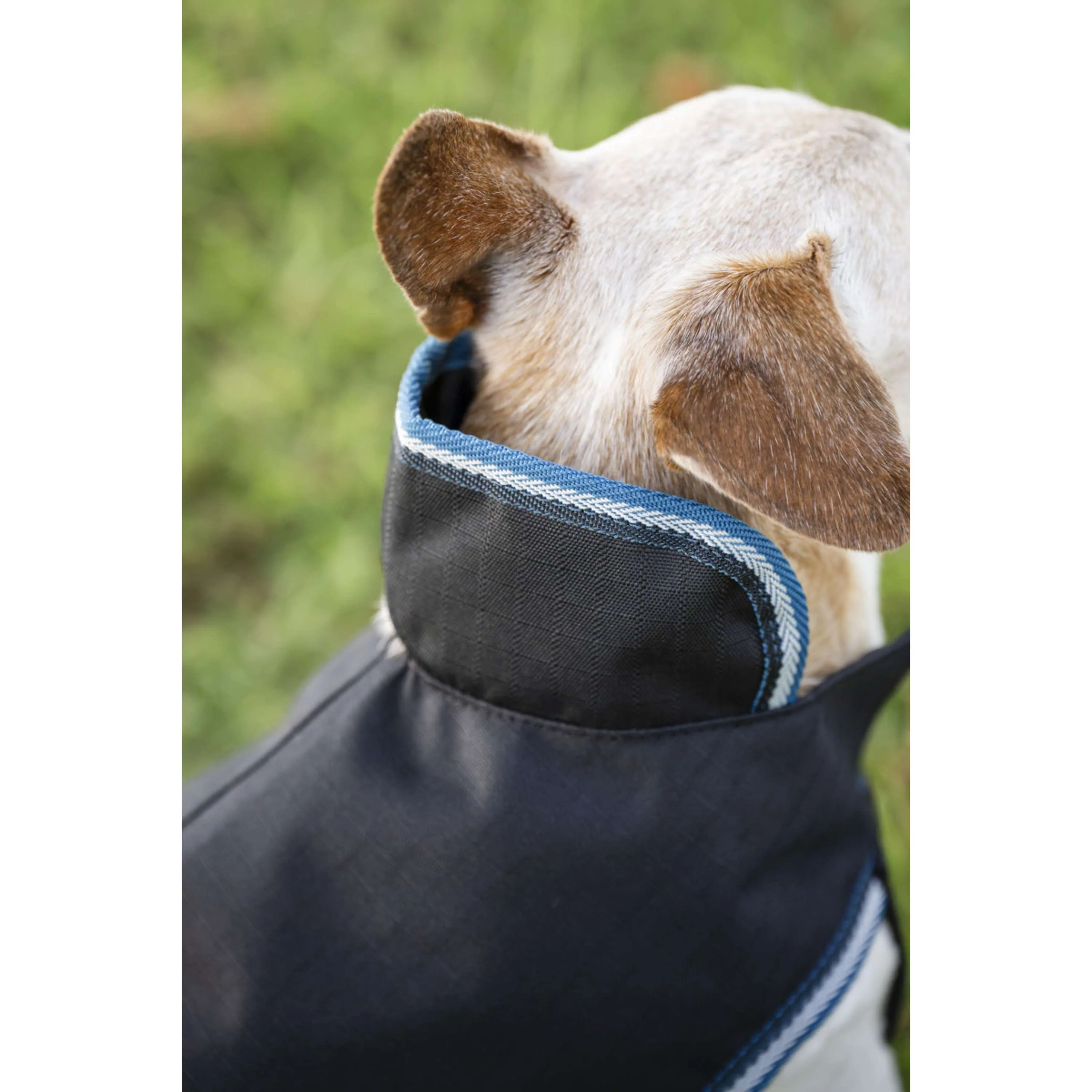 Bucas Anniversary Dog Rug Sapphire - Image 10