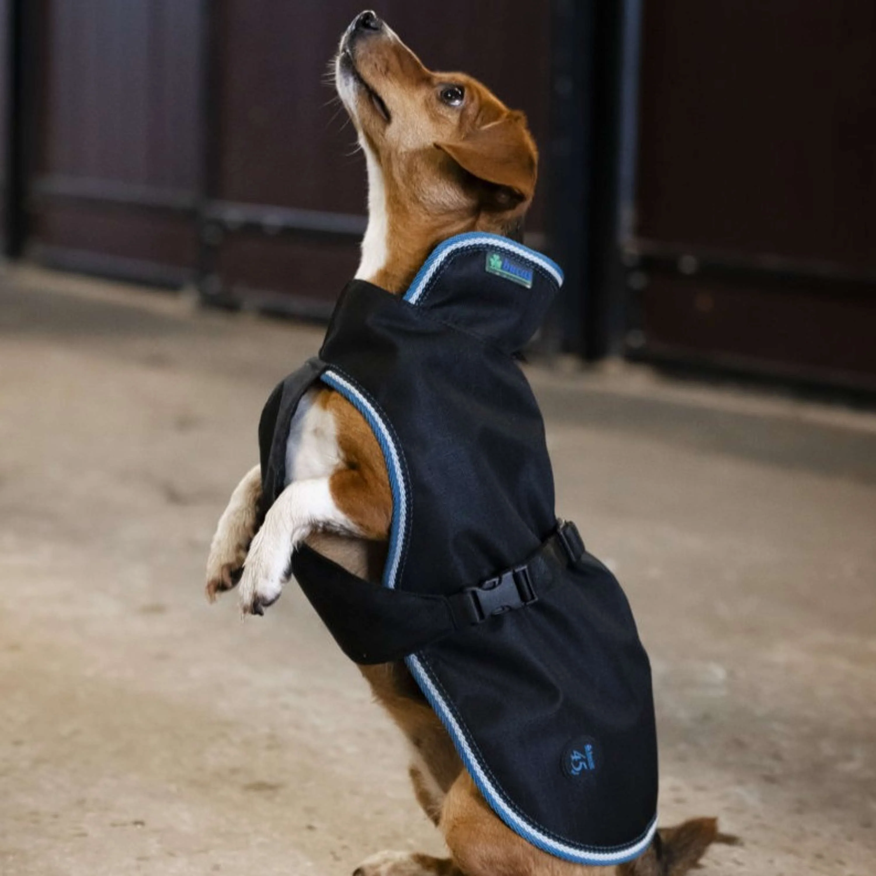 Bucas Anniversary Dog Rug Sapphire - Image 2