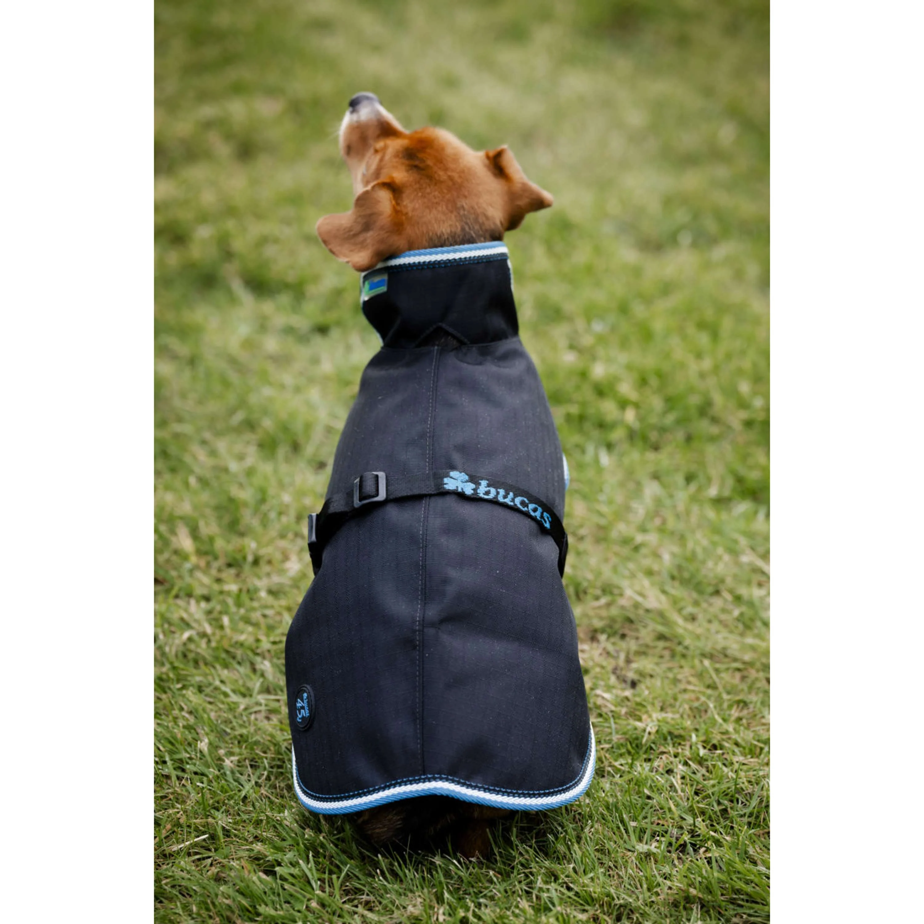 Bucas Anniversary Dog Rug Sapphire - Image 4