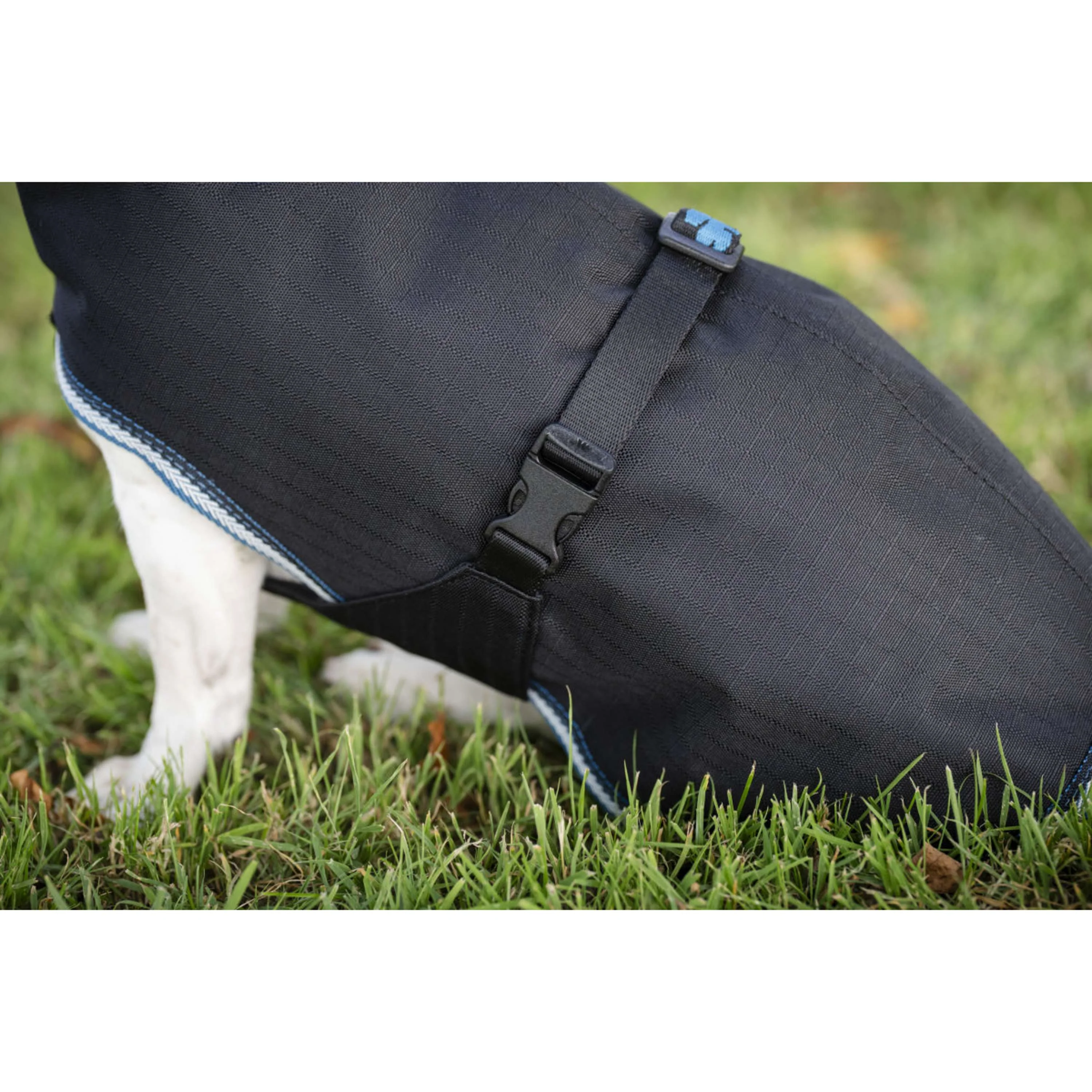 Bucas Anniversary Dog Rug Sapphire - Image 9
