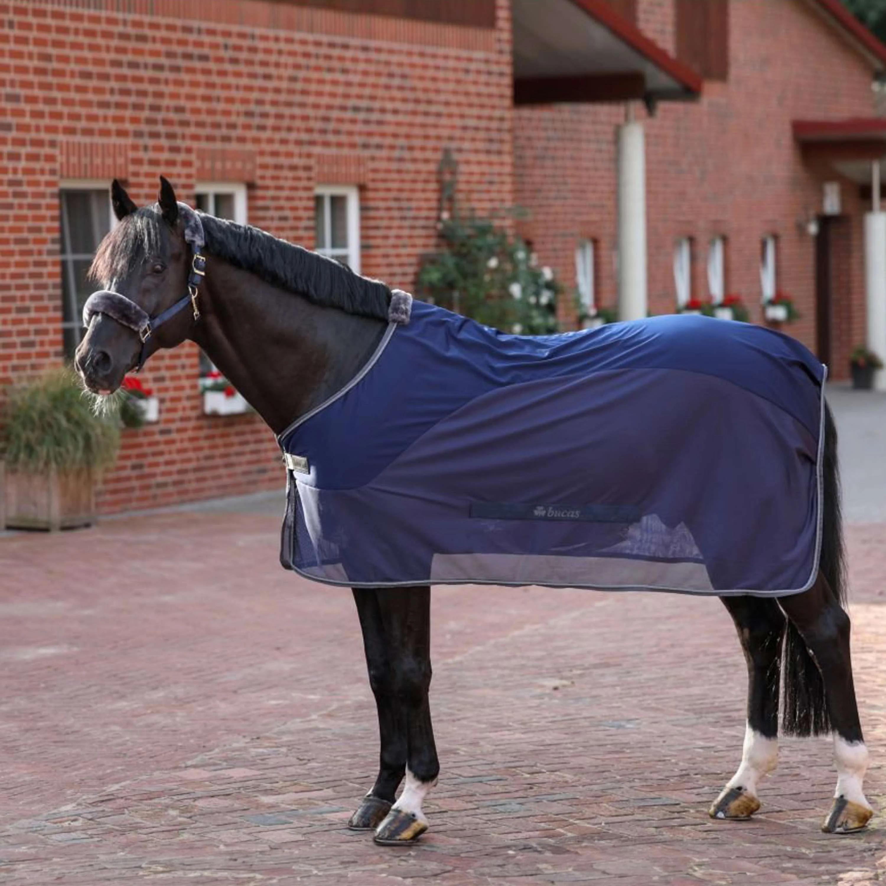 Bucas Cooler Show-Line Competition Blu marino/grigio