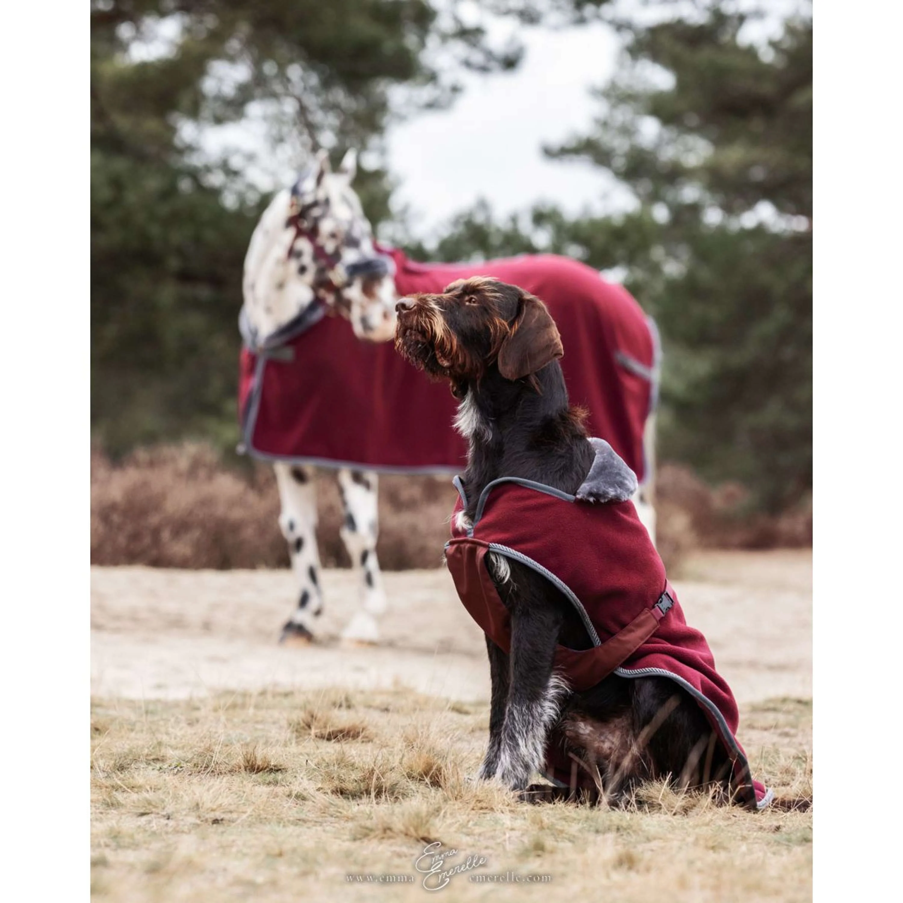 Bucas Coperta per Cani Show-Line Borgogna/Grigio - Image 3