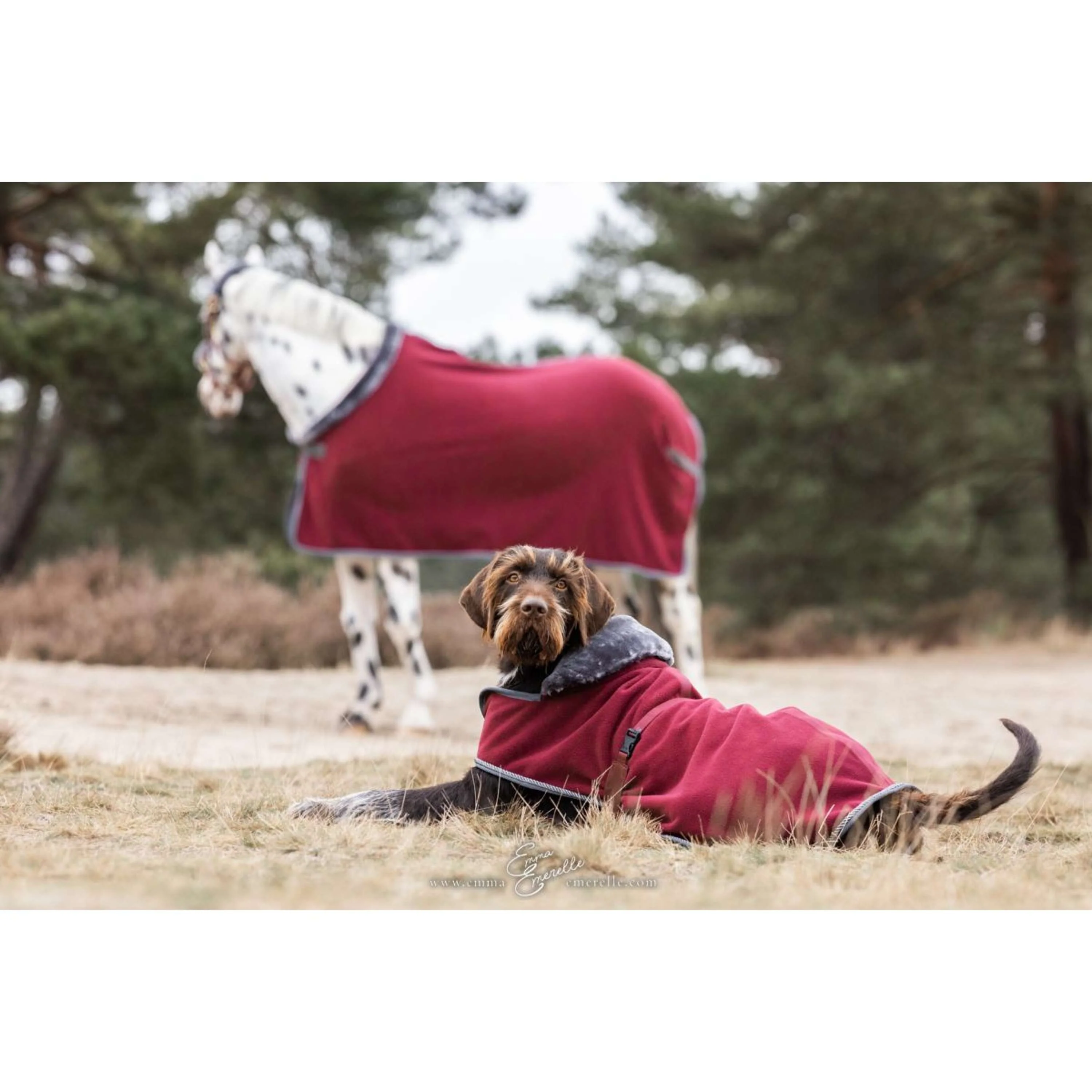 Bucas Coperta per Cani Show-Line Borgogna/Grigio - Image 4