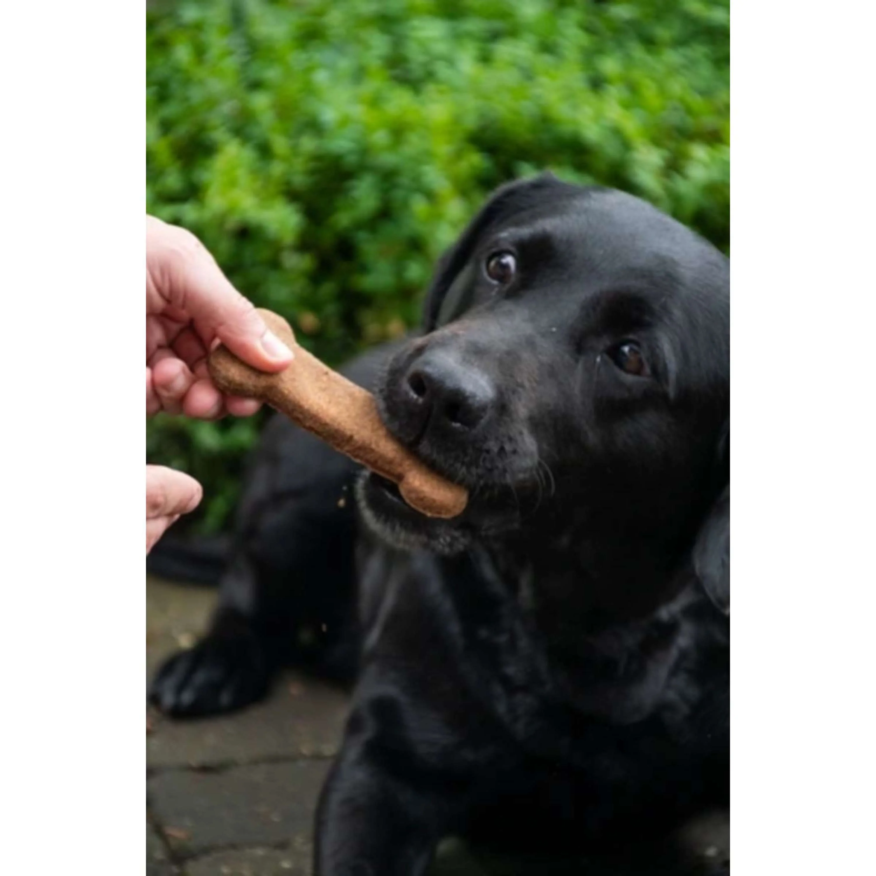 Bugbone Snack per Cani - Image 2