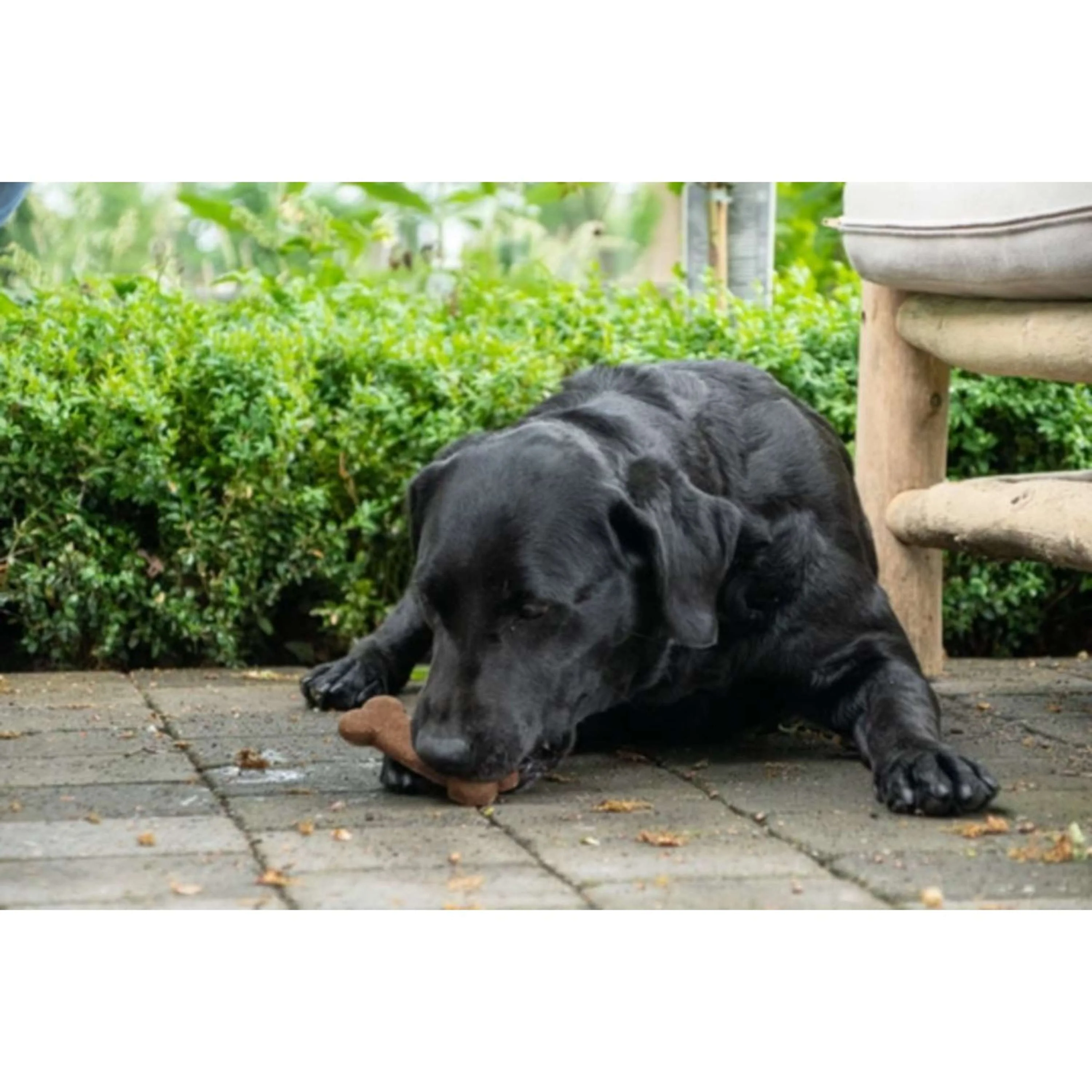 Bugbone Snack per Cani - Image 3