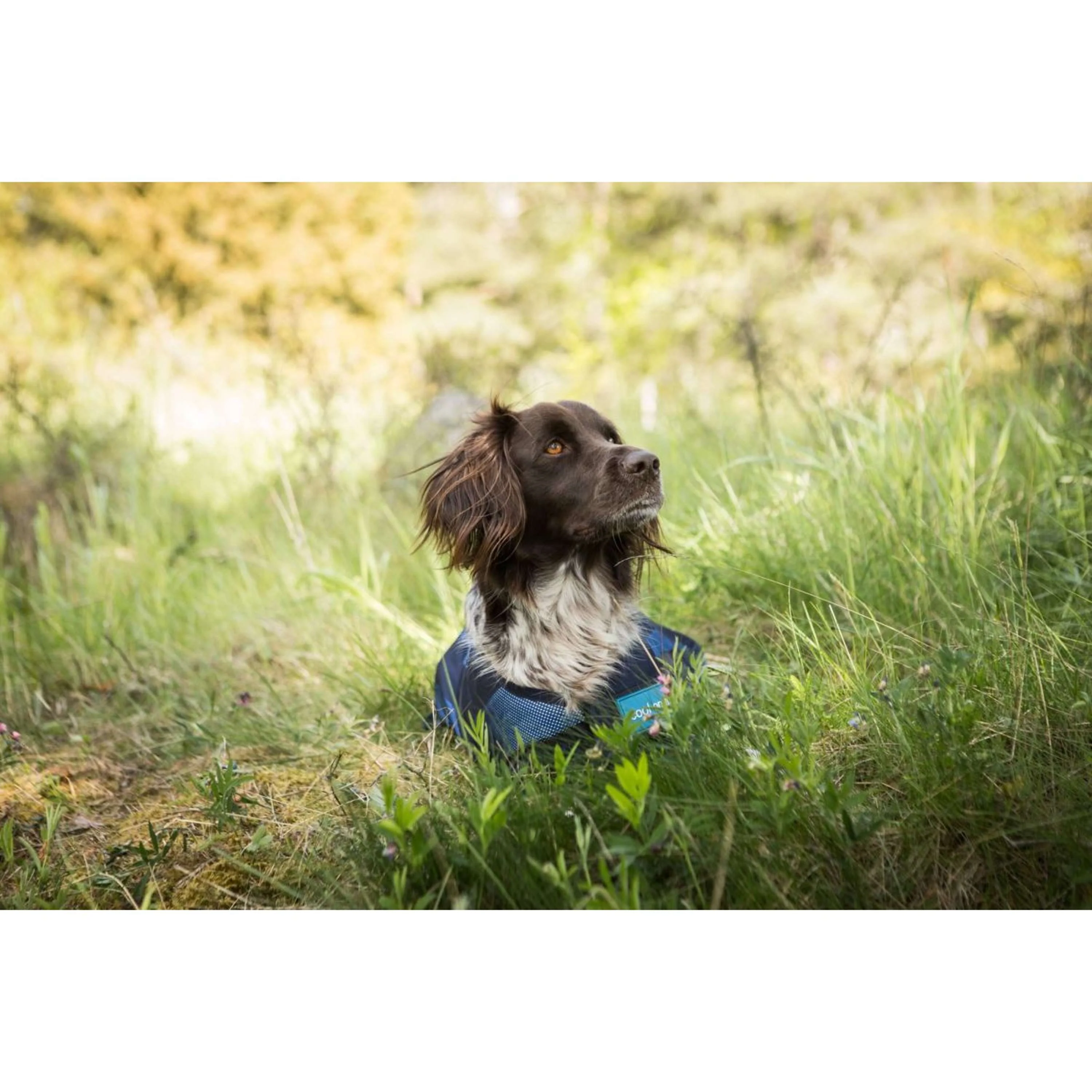 Cool on Track Cappotto per Cane 2.0 Blu - Image 3
