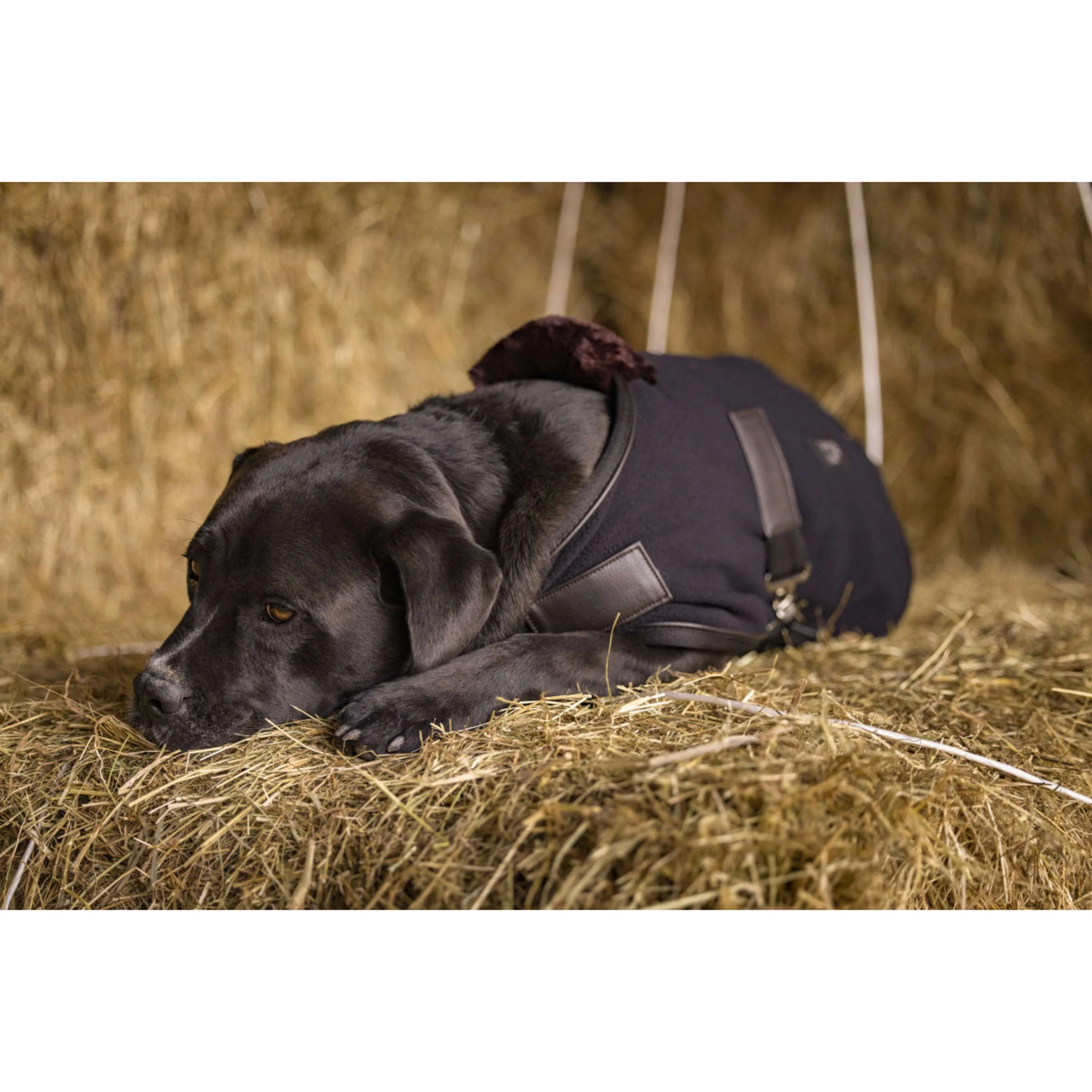 Diego & Louna Coperta per Cani Polar Nero - Image 2