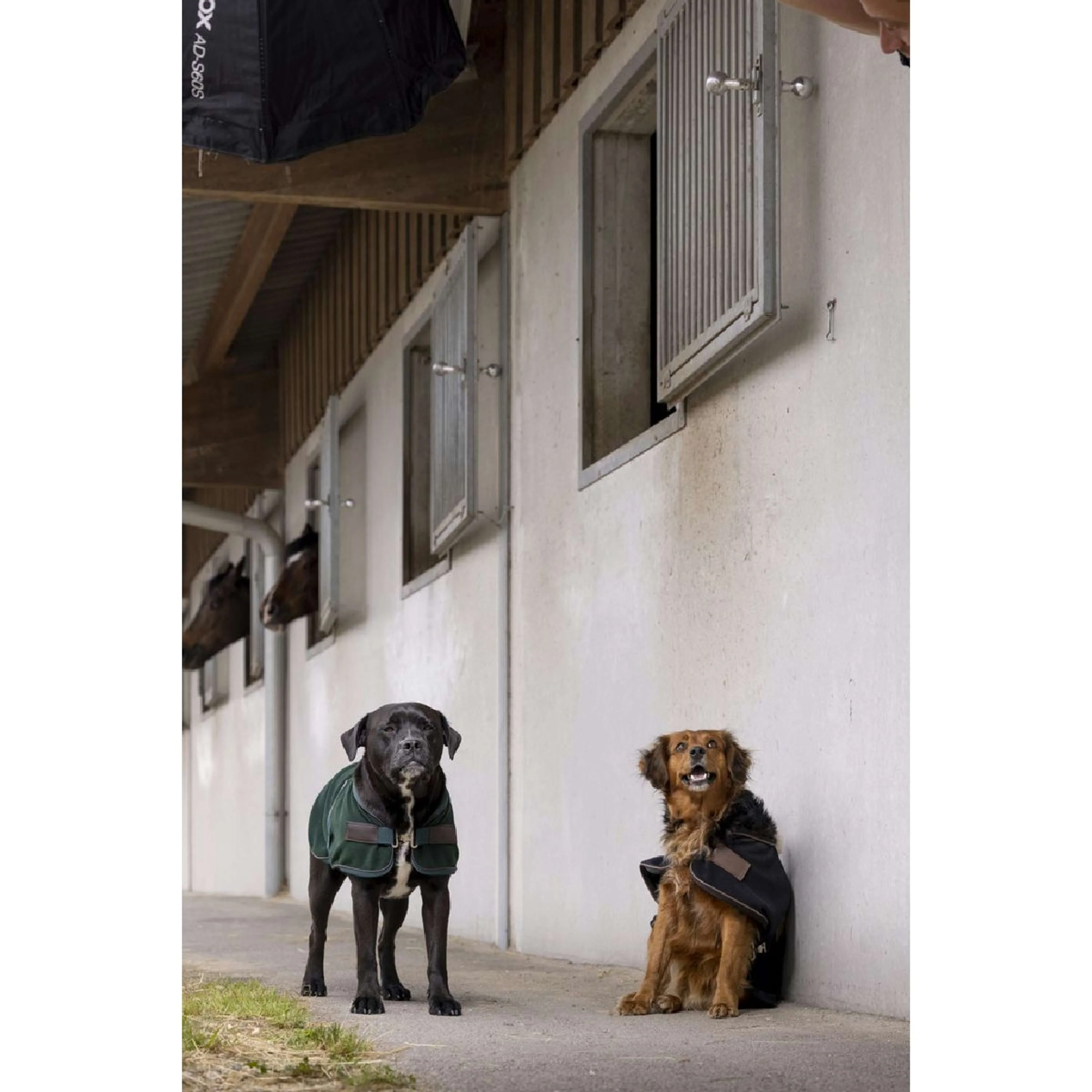 Diego & Louna Coperta per Cani Polar Nero - Image 3