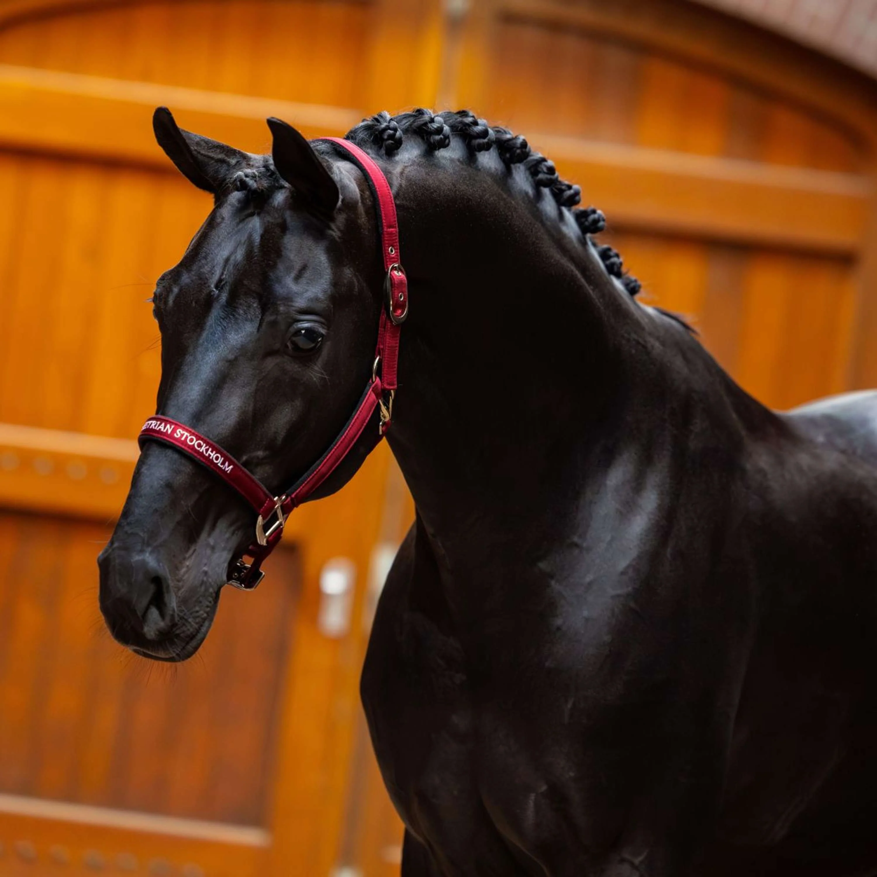 Equestrian Stockholm Cavezza Line Bordeaux - Image 2