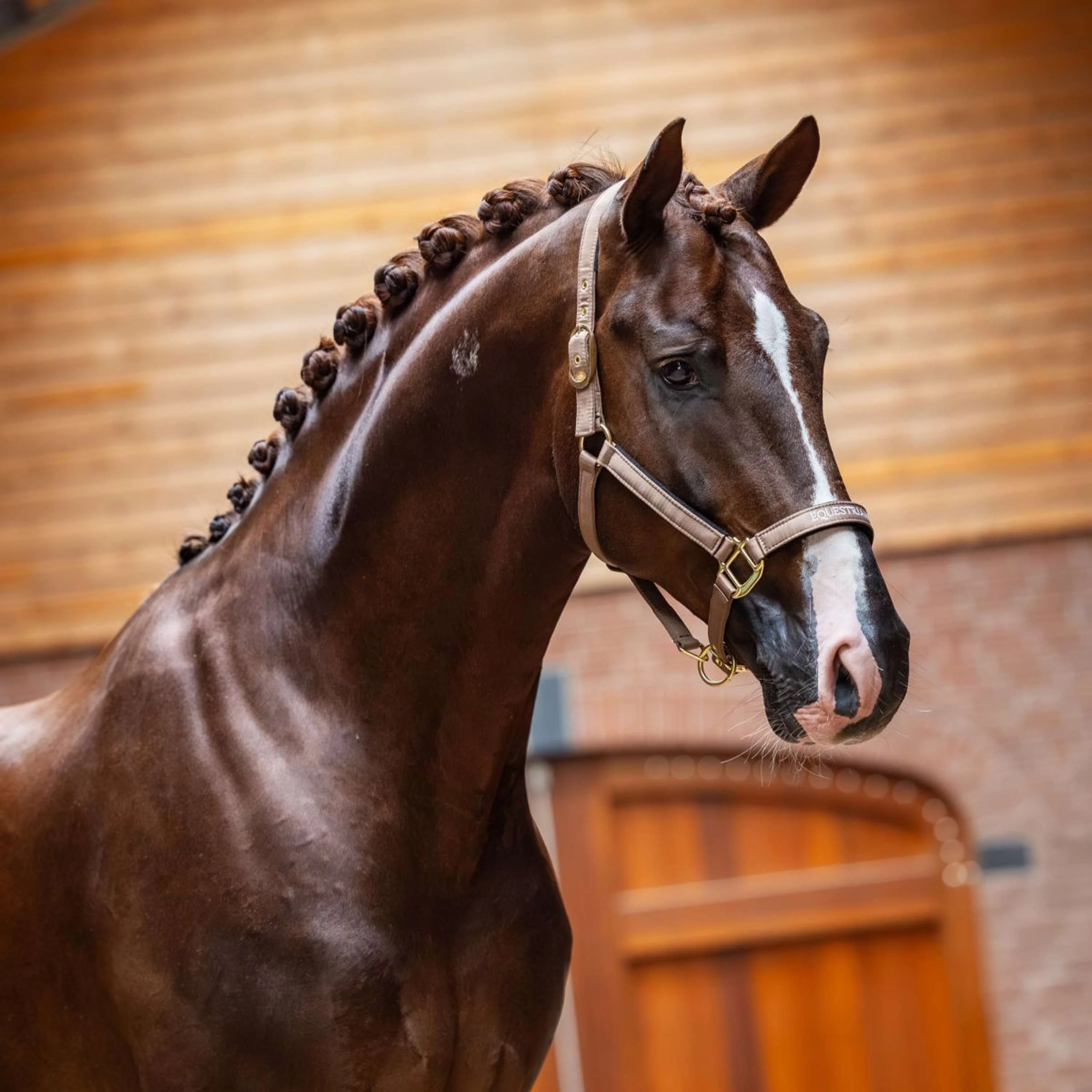 Equestrian Stockholm Cavezza Line Champagne - Image 2