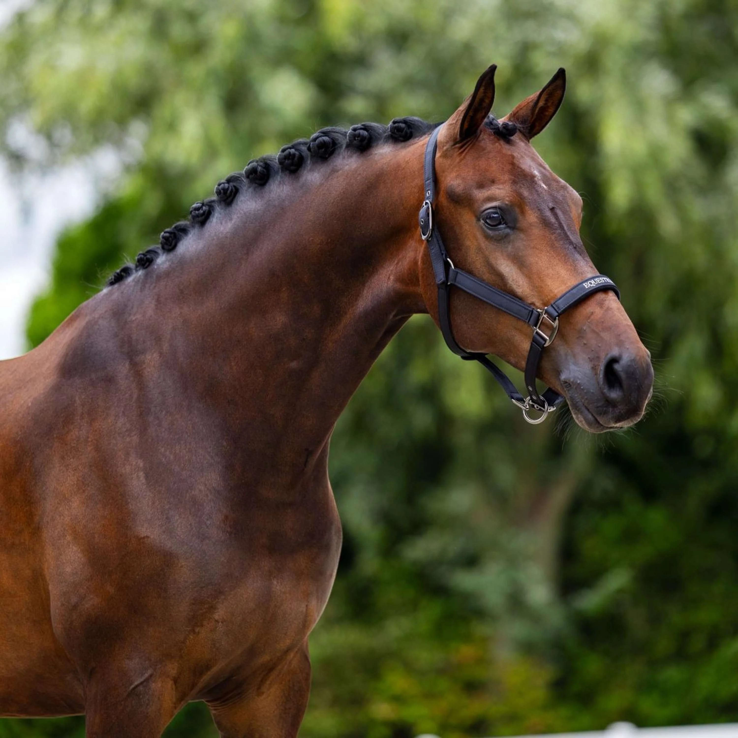 Equestrian Stockholm Cavezza Line Nero - Image 2