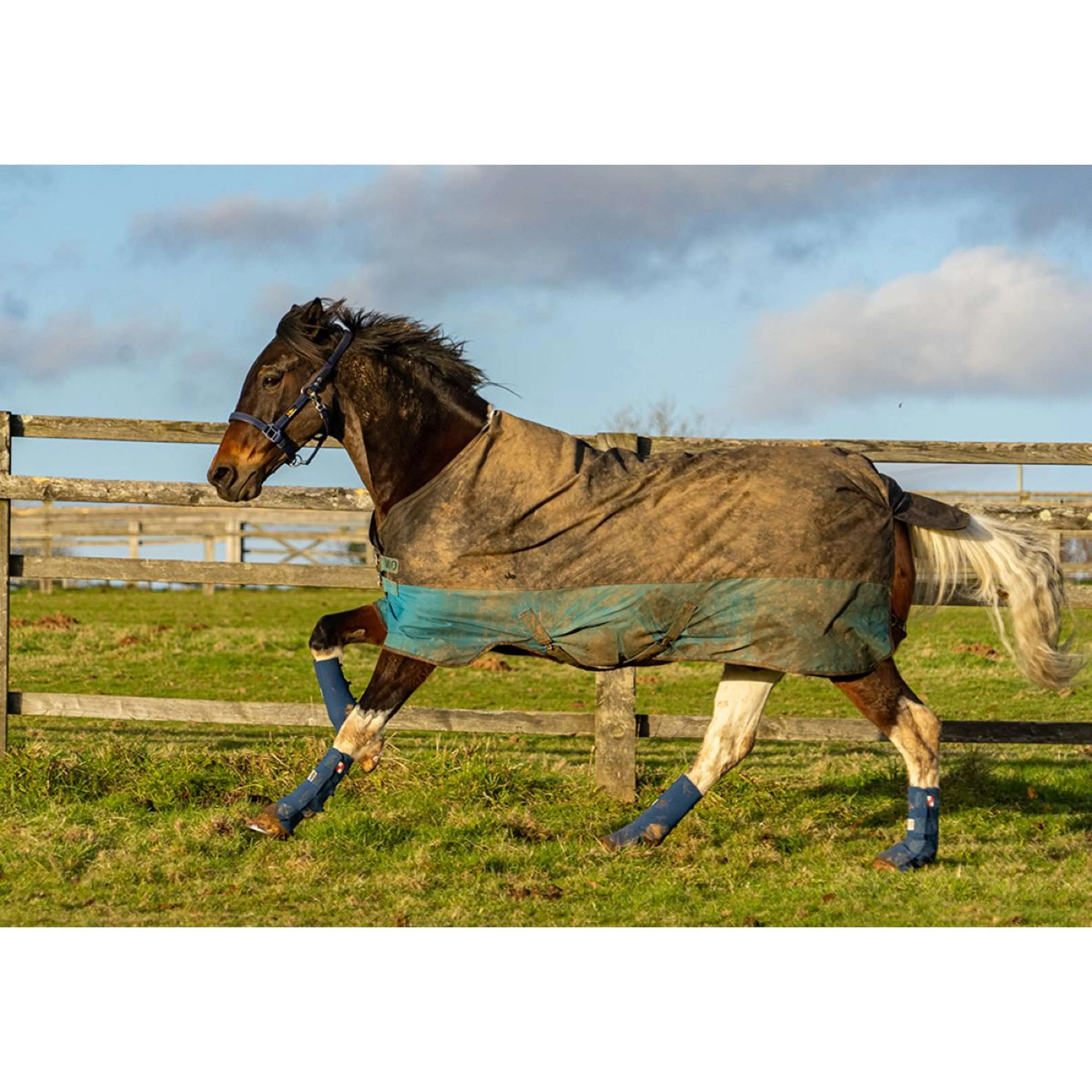 Equilibrium Parastinchi Equi-Chaps Hardy Navy - Image 6