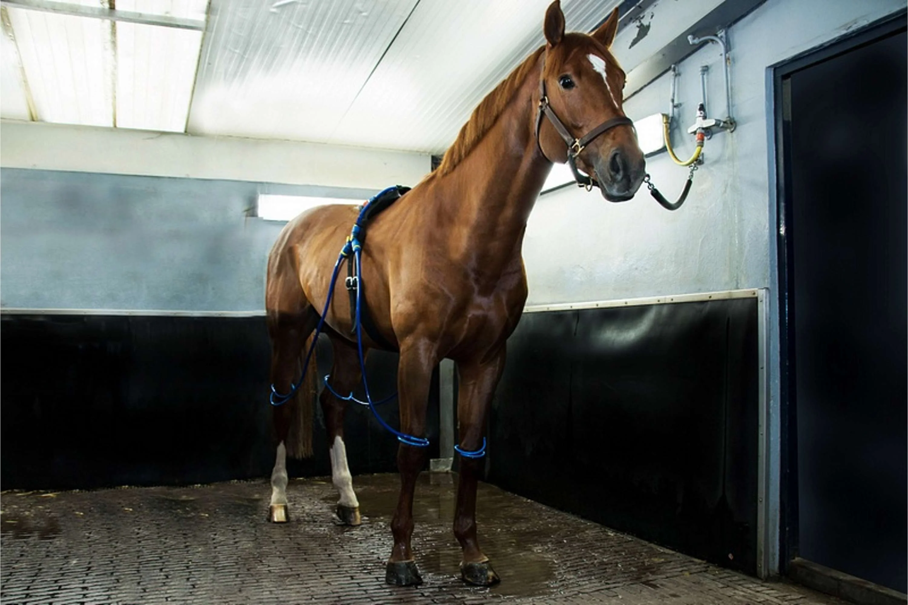 Equine Legcooler Supporto Respiratorio Bronchix Liq - Image 3