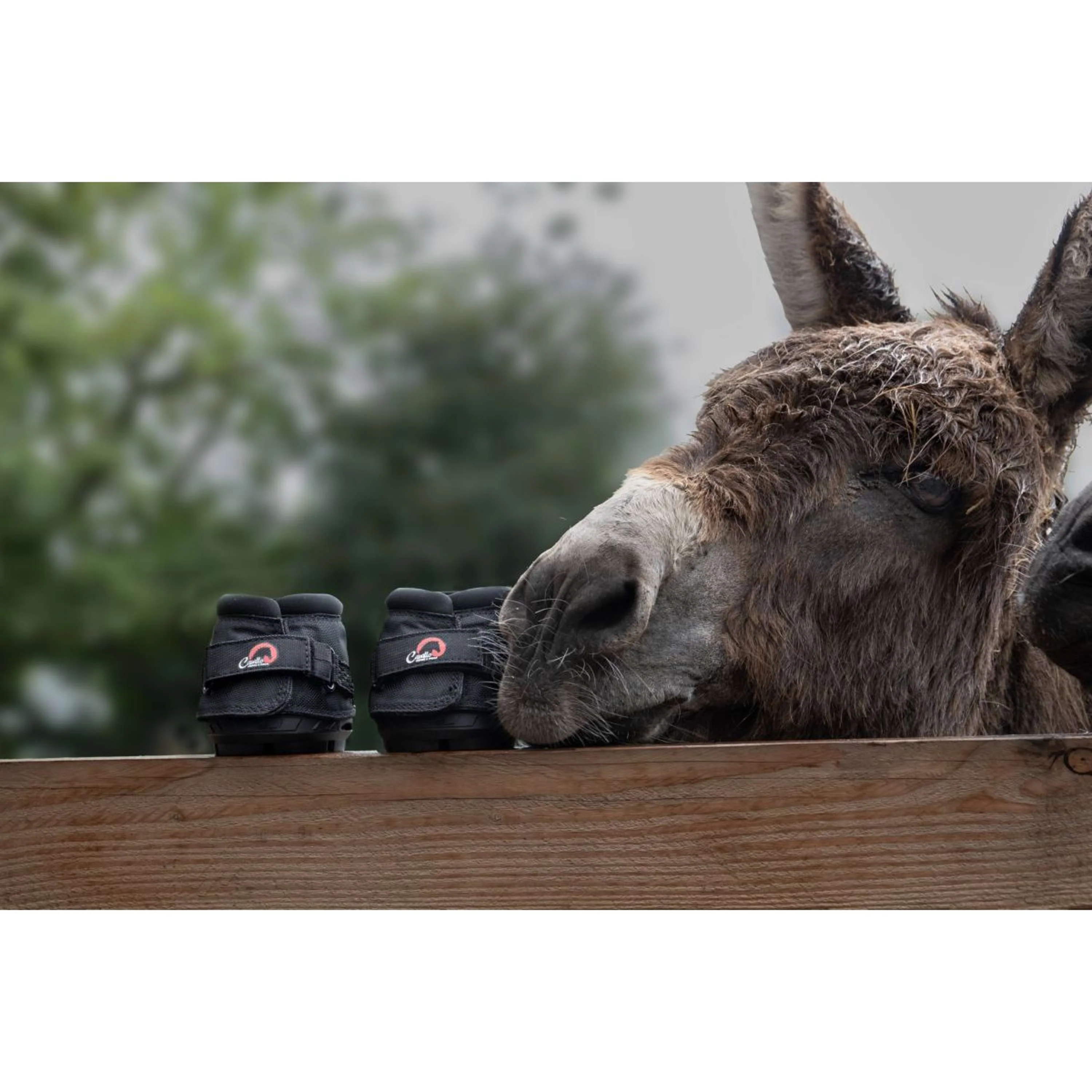 F.R.A. Cavallo Donkey/Long Ear Boot Nero - Image 3