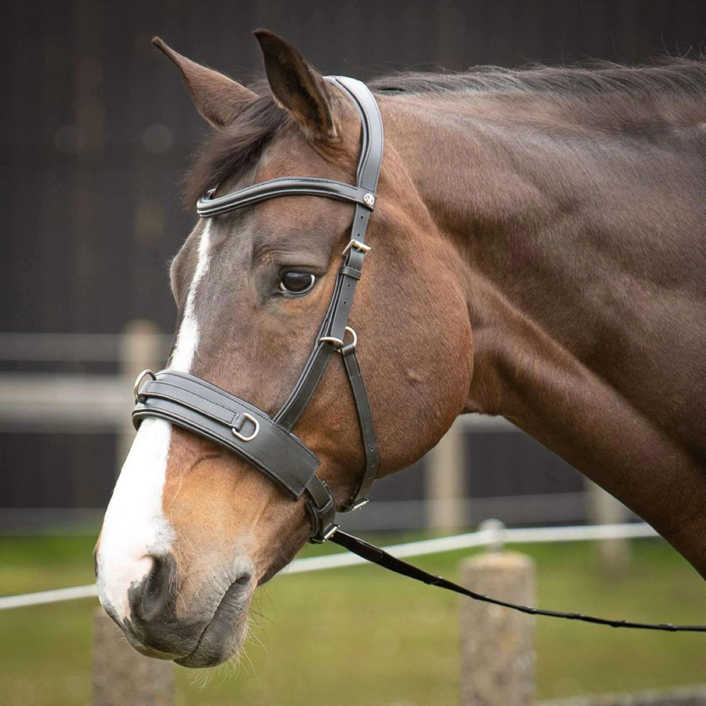 Harry's Horse Capezza Comfort Leder Nero - Image 5
