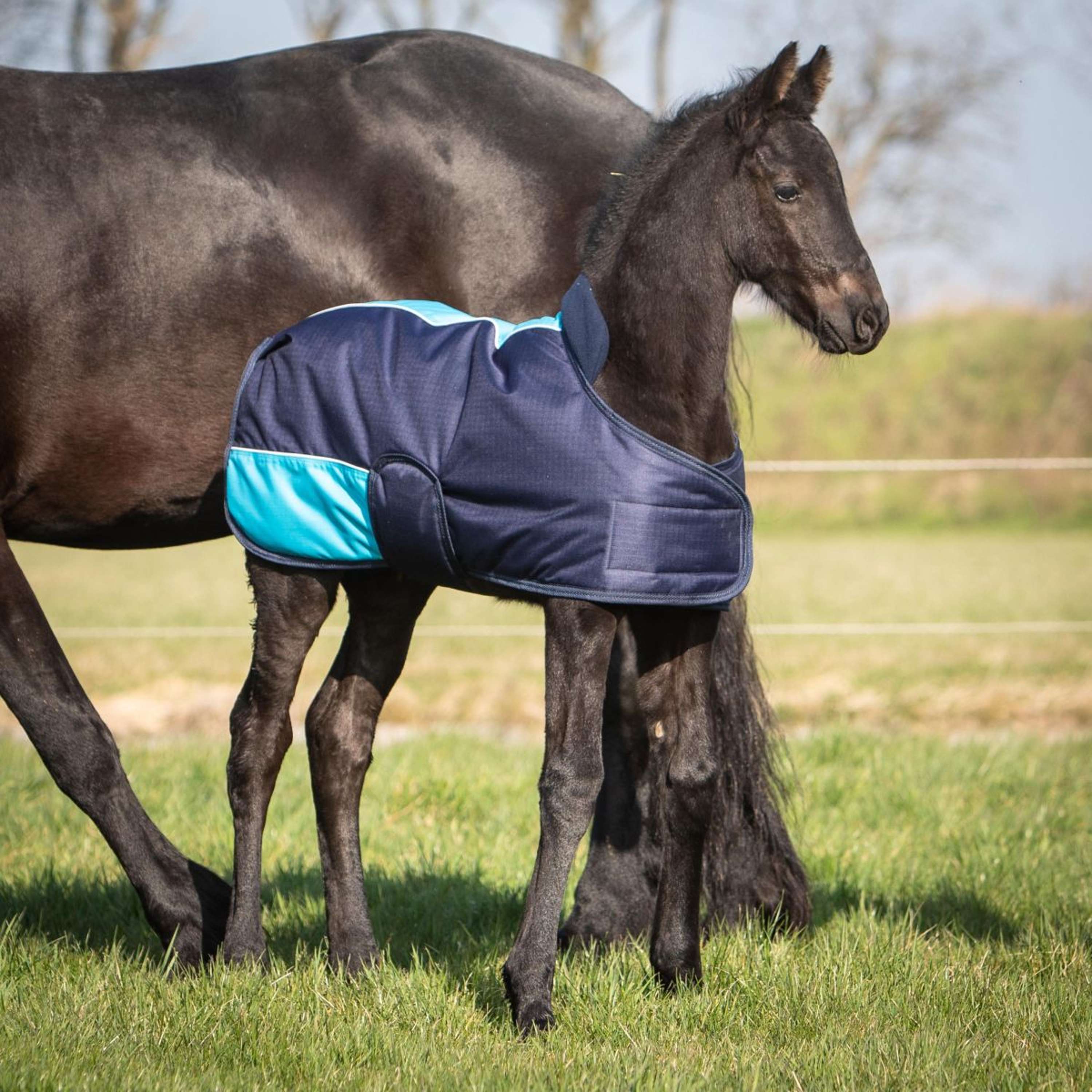 Harry's Horse Coperta per Puledro TwoTone Navy - Image 3