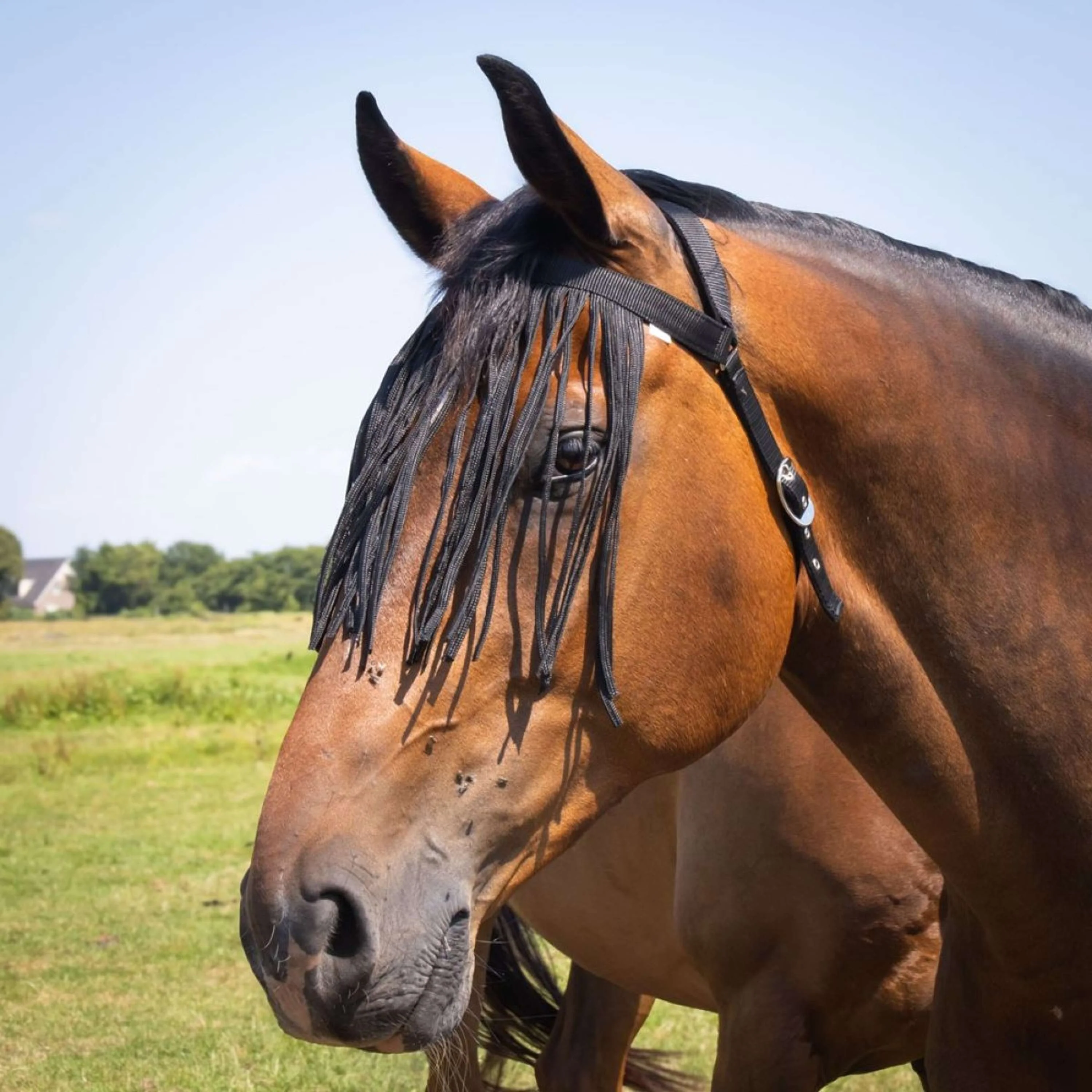 Harry's Horse Frontalino Anti-Mosche Comfort+ Nero - Image 2