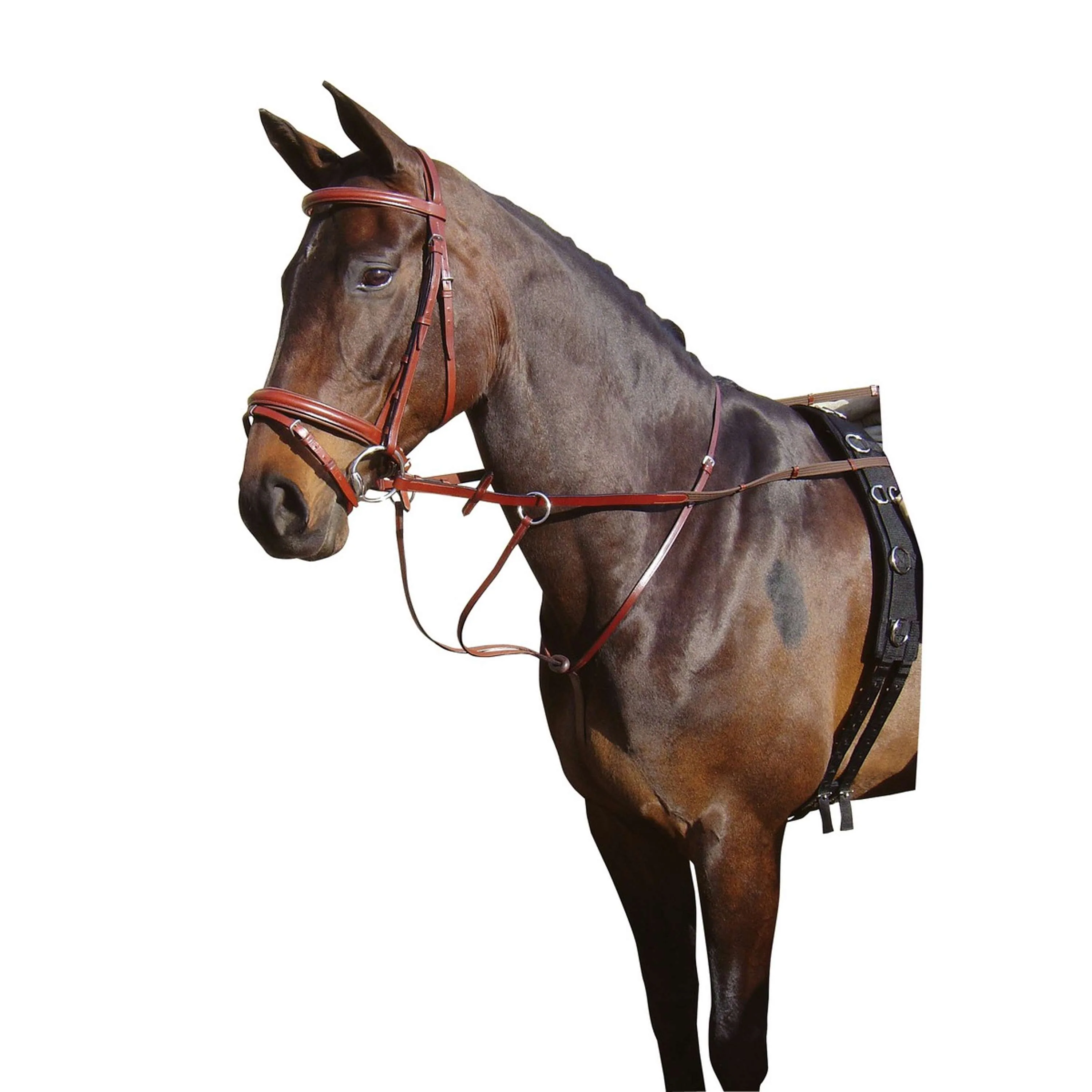 Harry's Horse Martingala Marrone - Image 2