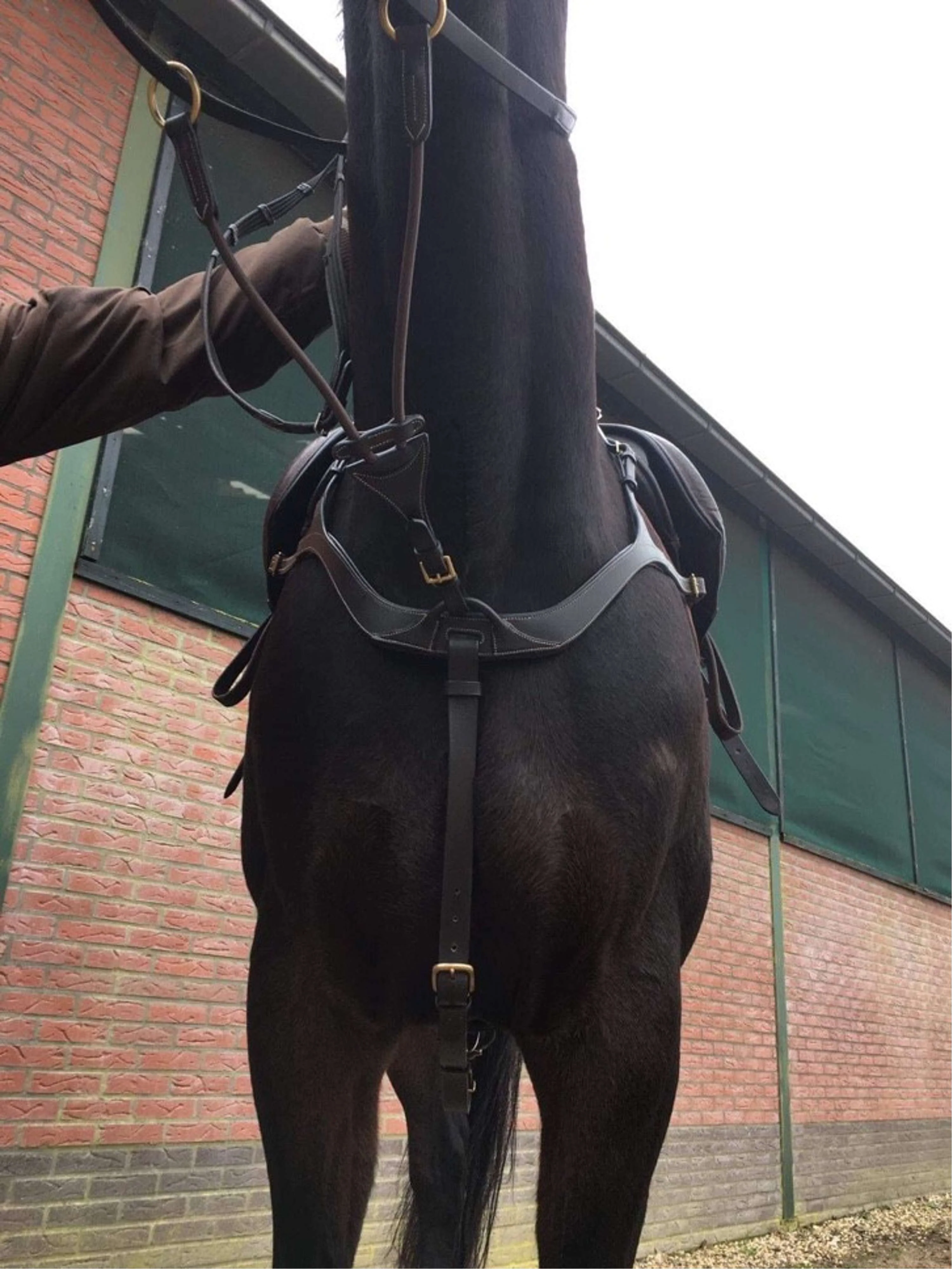Harry's Horse Pettorale Deluxe Marrone - Image 3
