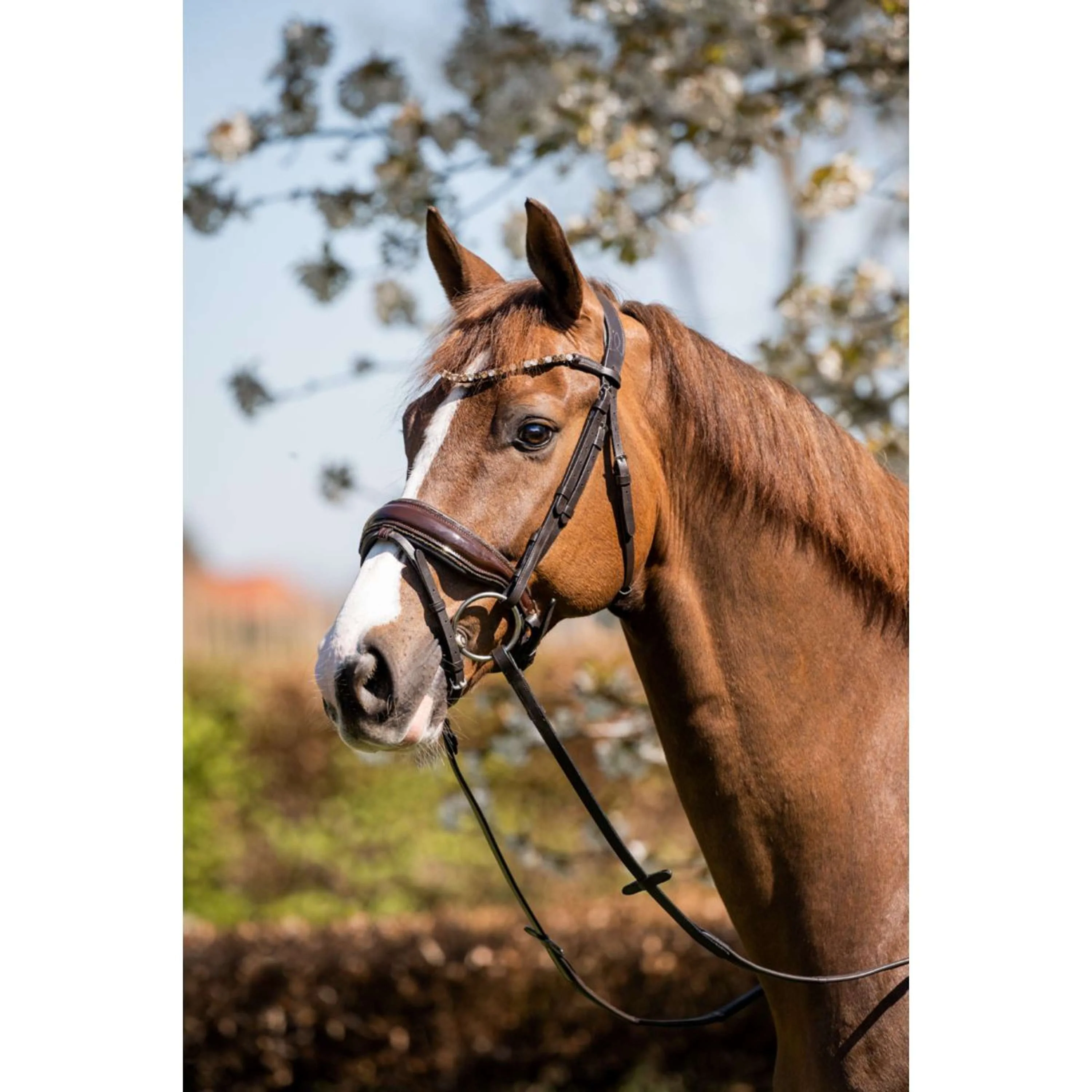 HB Briglia Juwel Glitter Marrone/Oro