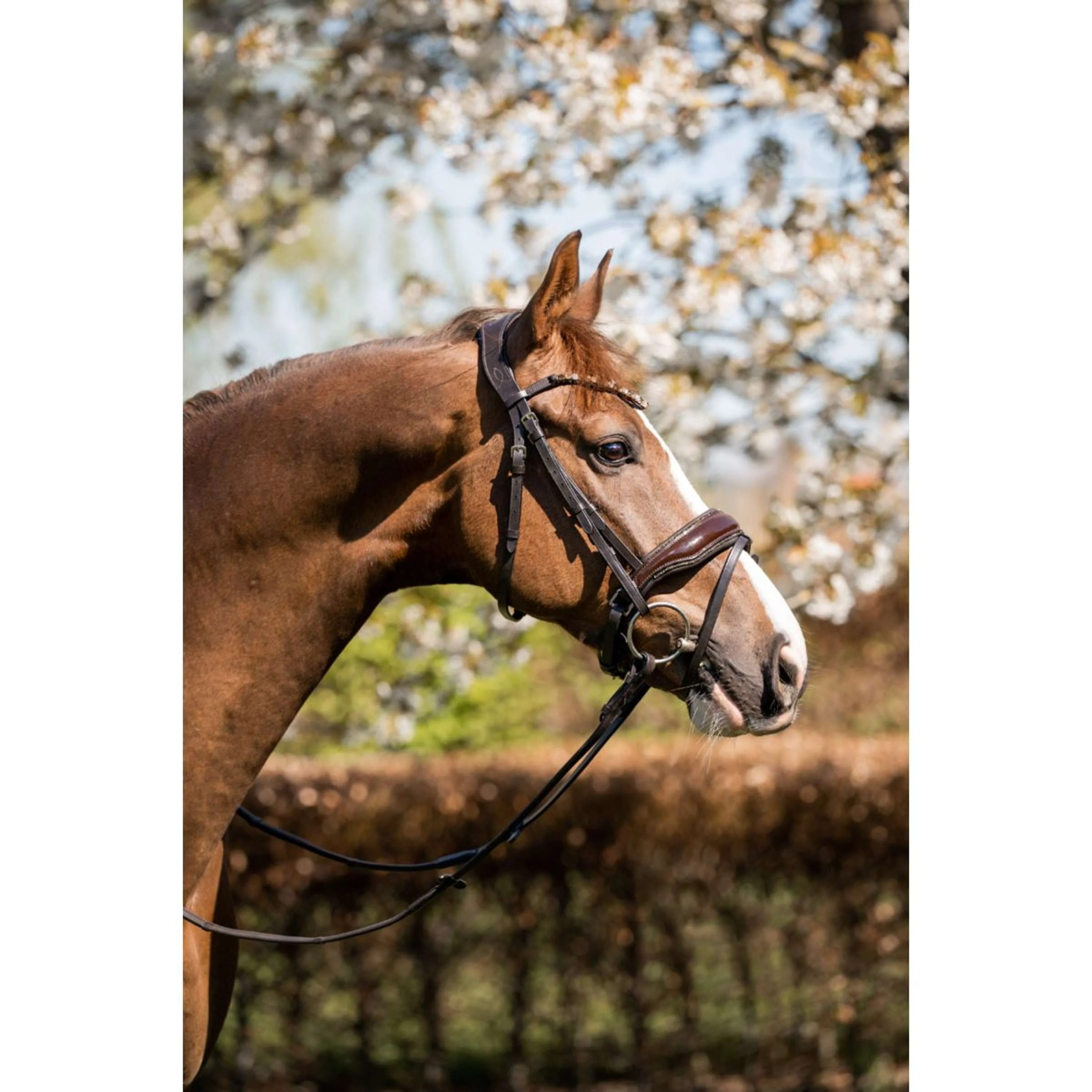 HB Briglia Juwel Glitter Marrone/Oro - Image 2