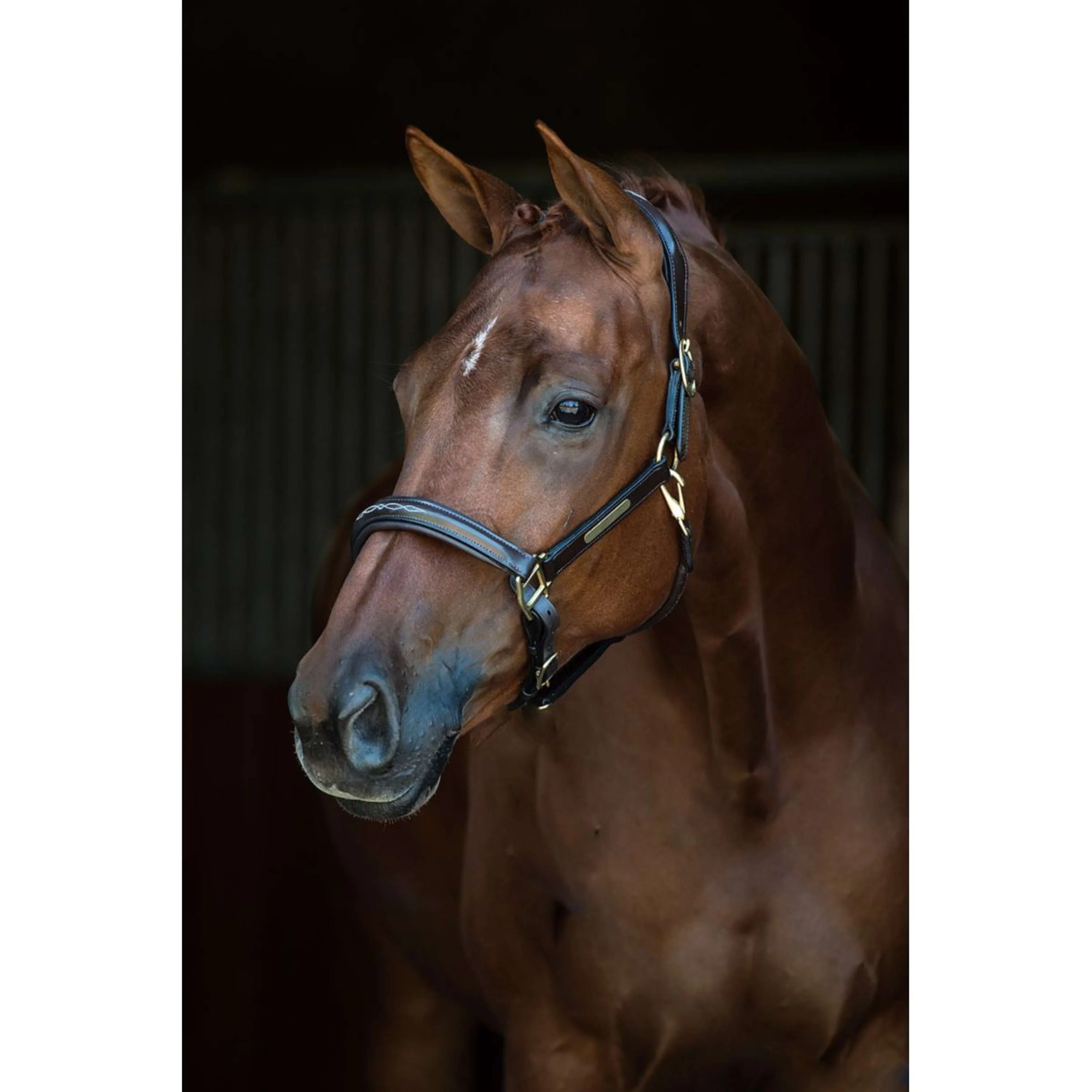 HB Cavezza Horse Name Pelle Nero - Image 2