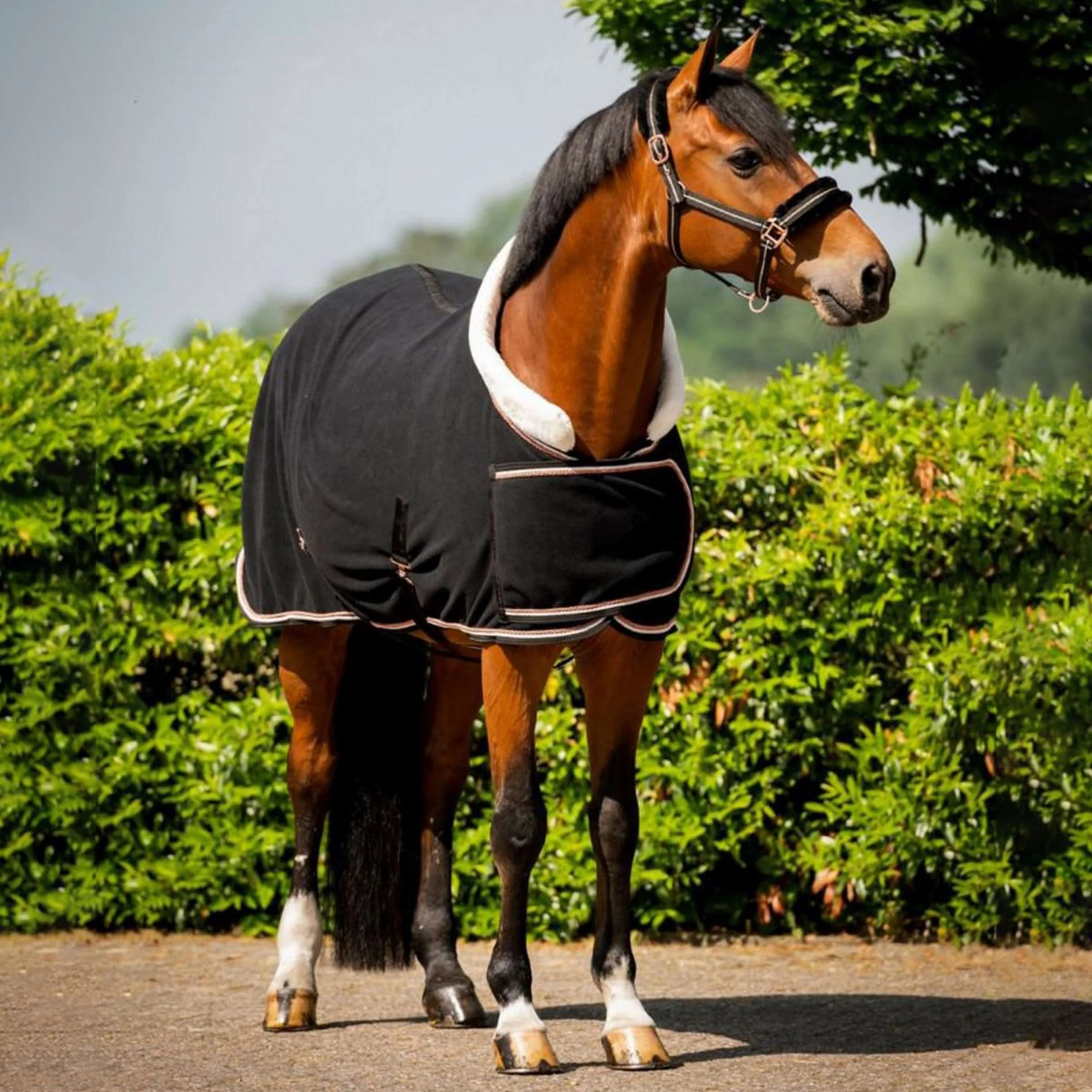 HB Coperta da esposizione Dutch Crown Europe Rose Nero - Image 2