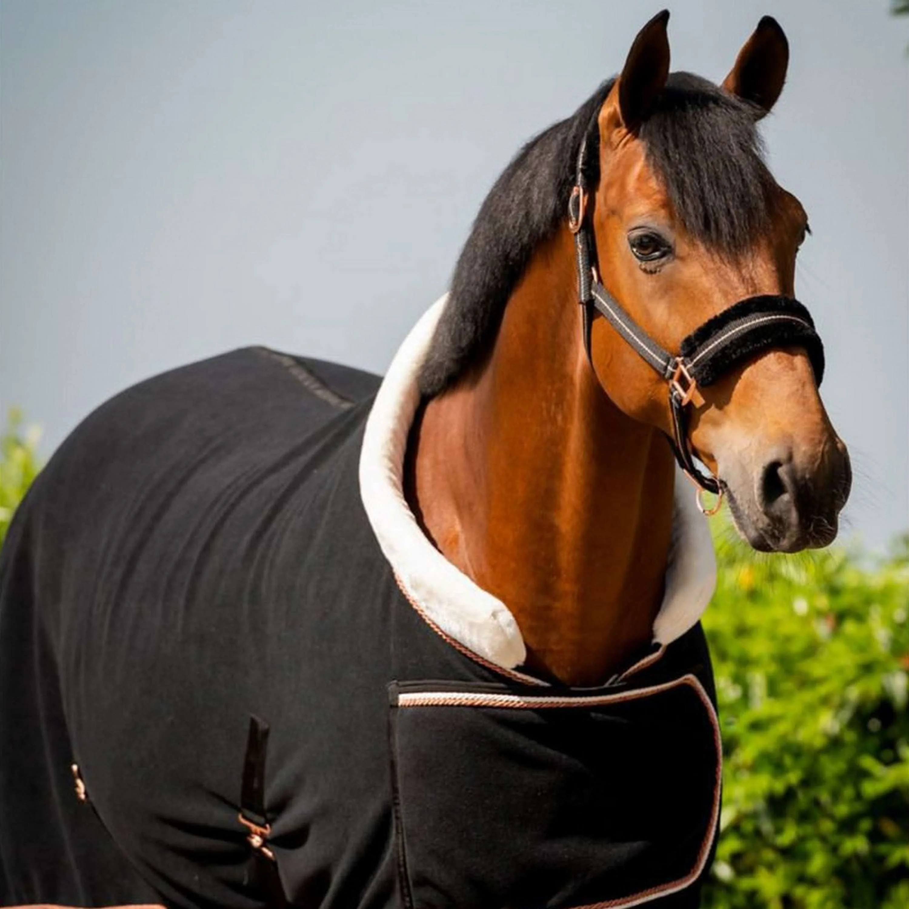 HB Coperta da esposizione Dutch Crown Europe Rose Nero - Image 3