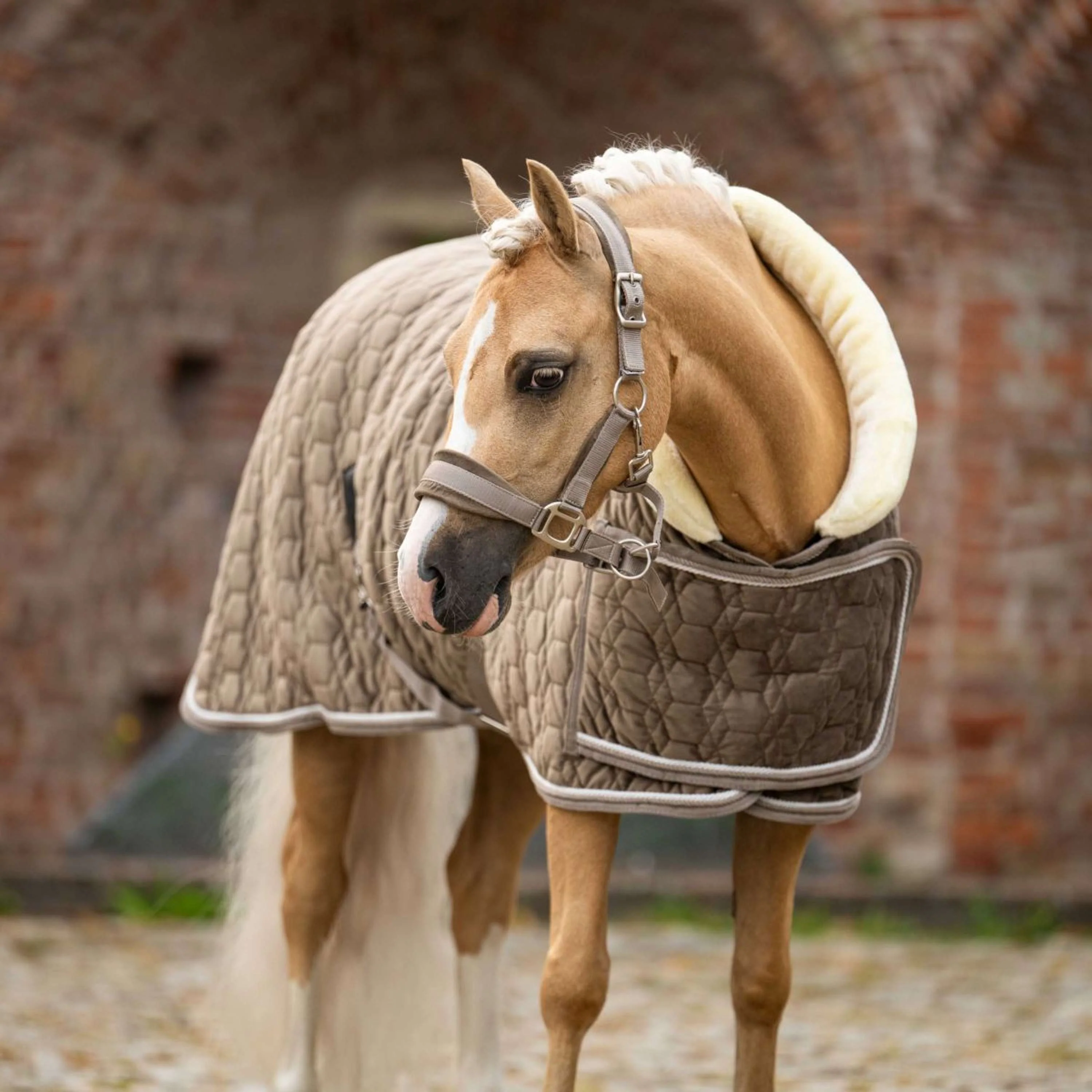 HB Ruitersport Coperta da esposizione Special Peach Taupe - Image 8