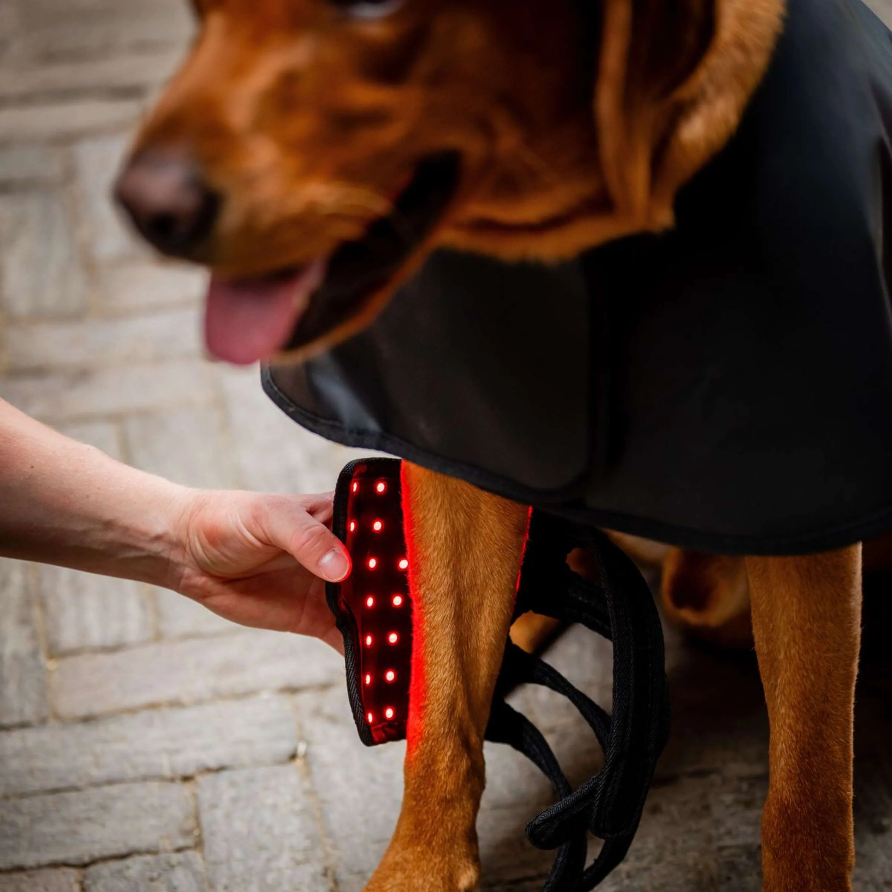 Horseware Pet Leg Wraps LED Red Light Therapy Pair Nero - Image 2