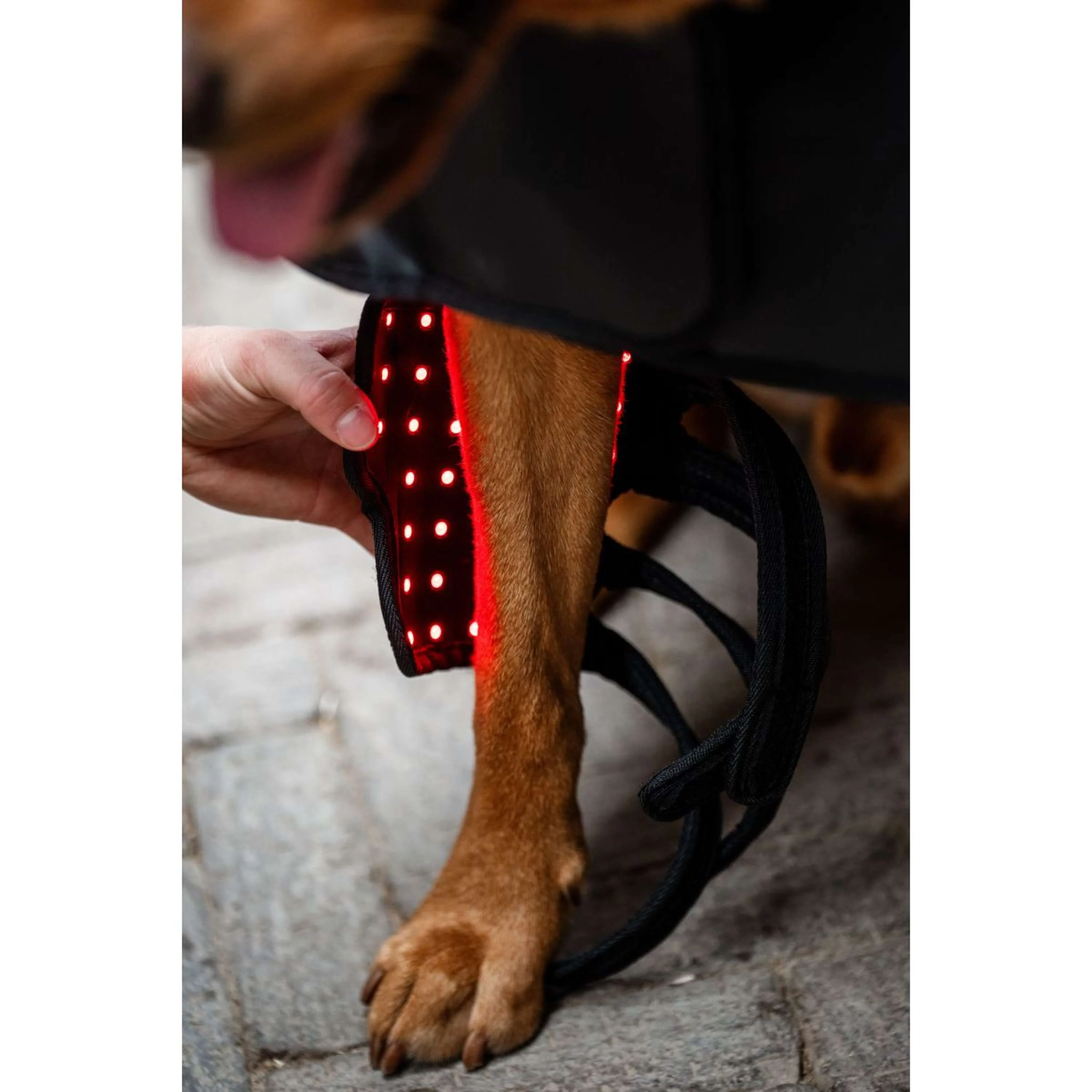 Horseware Pet Leg Wraps LED Red Light Therapy Pair Nero - Image 3
