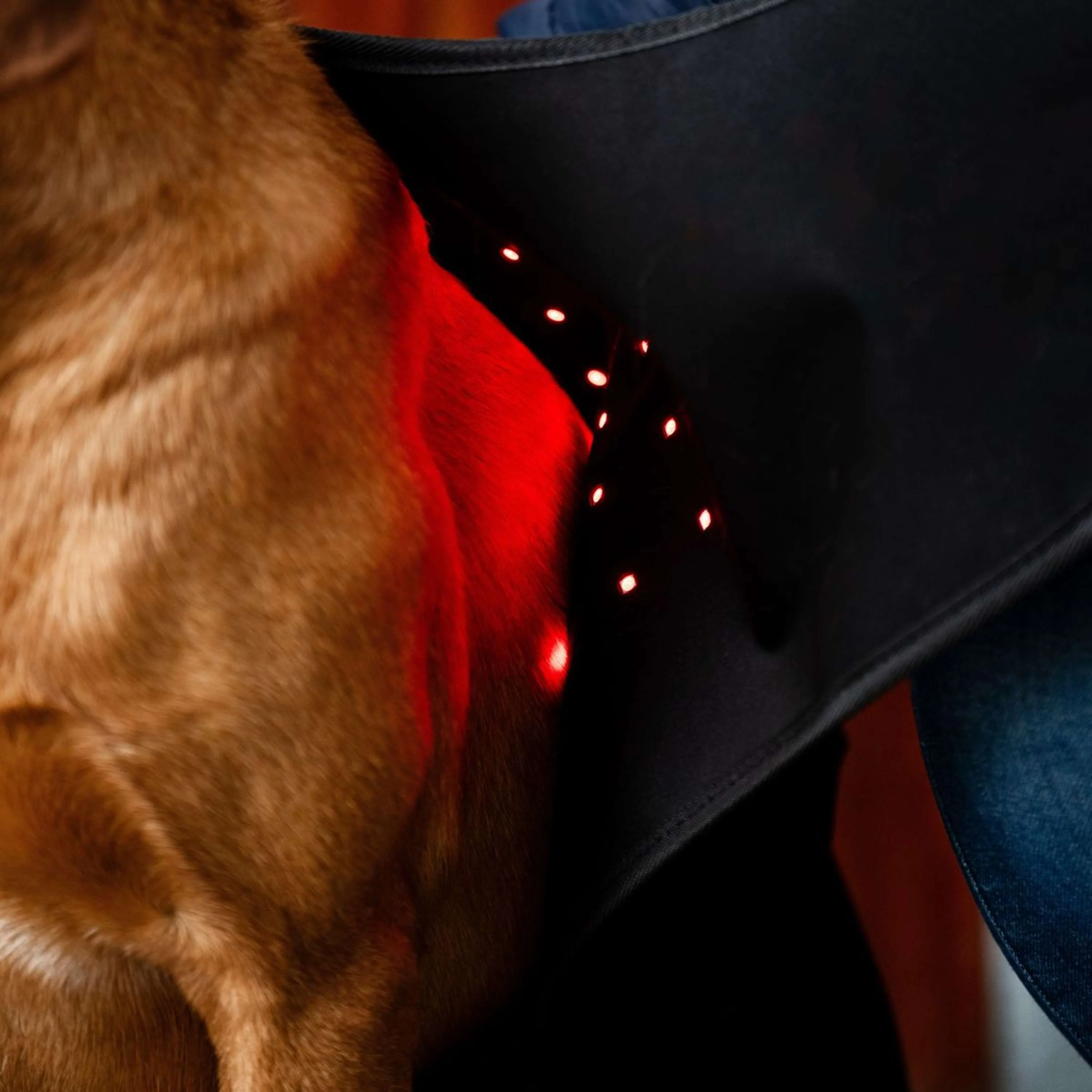 Horseware Pet Leg Wraps LED Red Light Therapy Pair Nero - Image 4