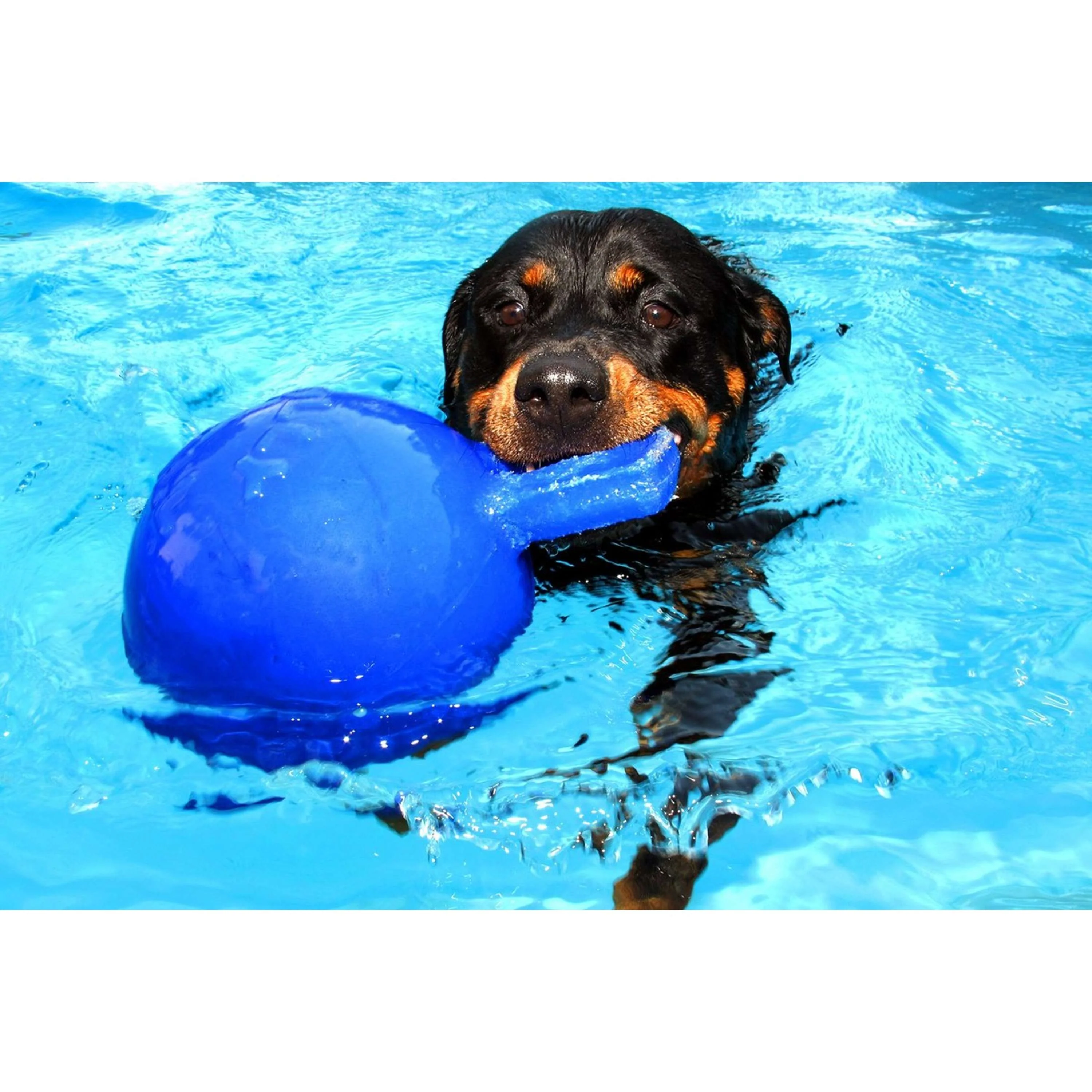 Jolly Ball Pallone da Gioco Tug-n-Toss Blu - Image 3