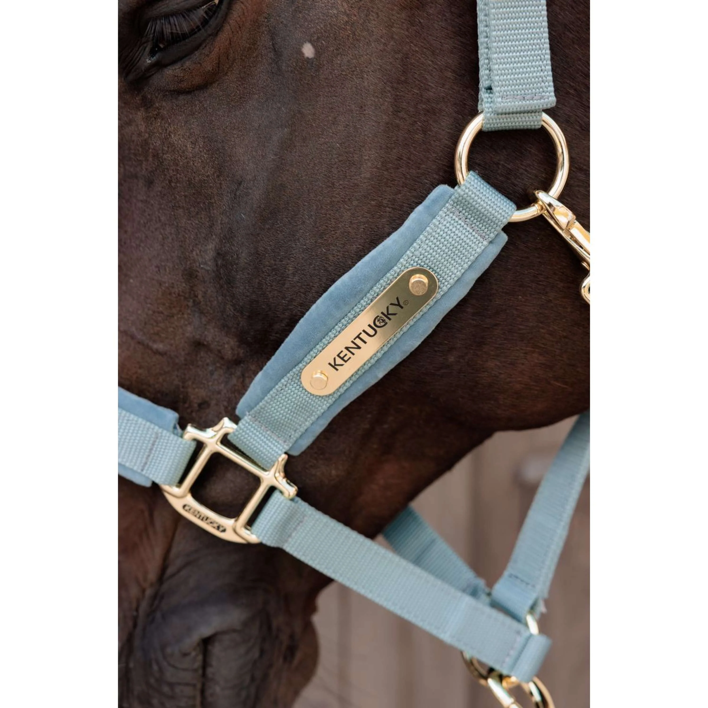Kentucky Cavezza Velvet Azzurro - Image 4