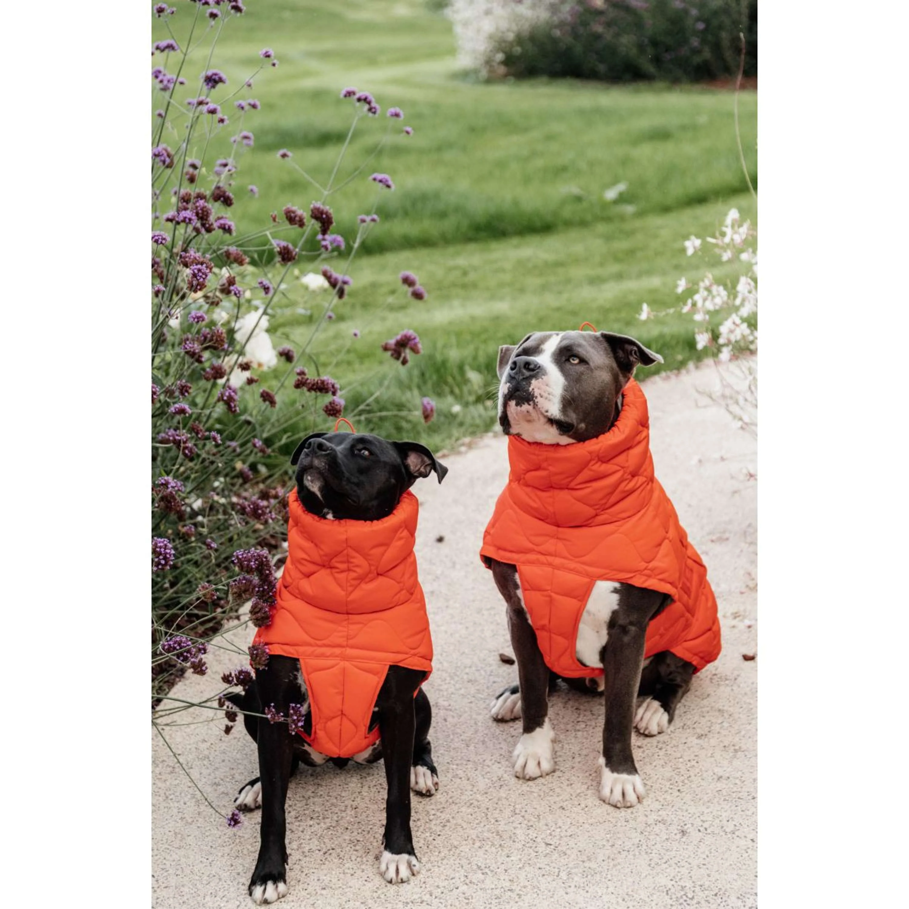 Kentucky Coperta per Cani Winter Pina Arancia