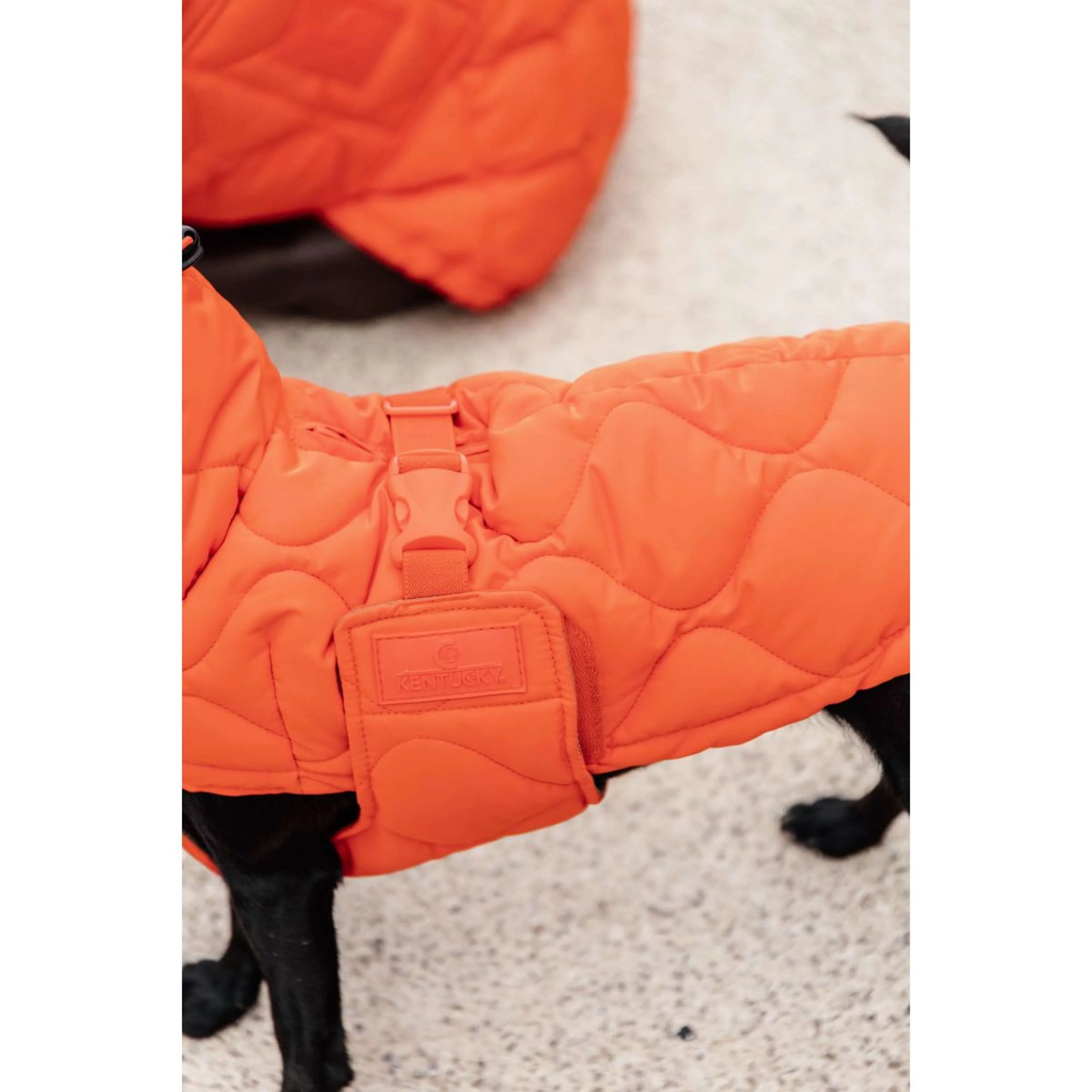 Kentucky Coperta per Cani Winter Pina Arancia - Image 6