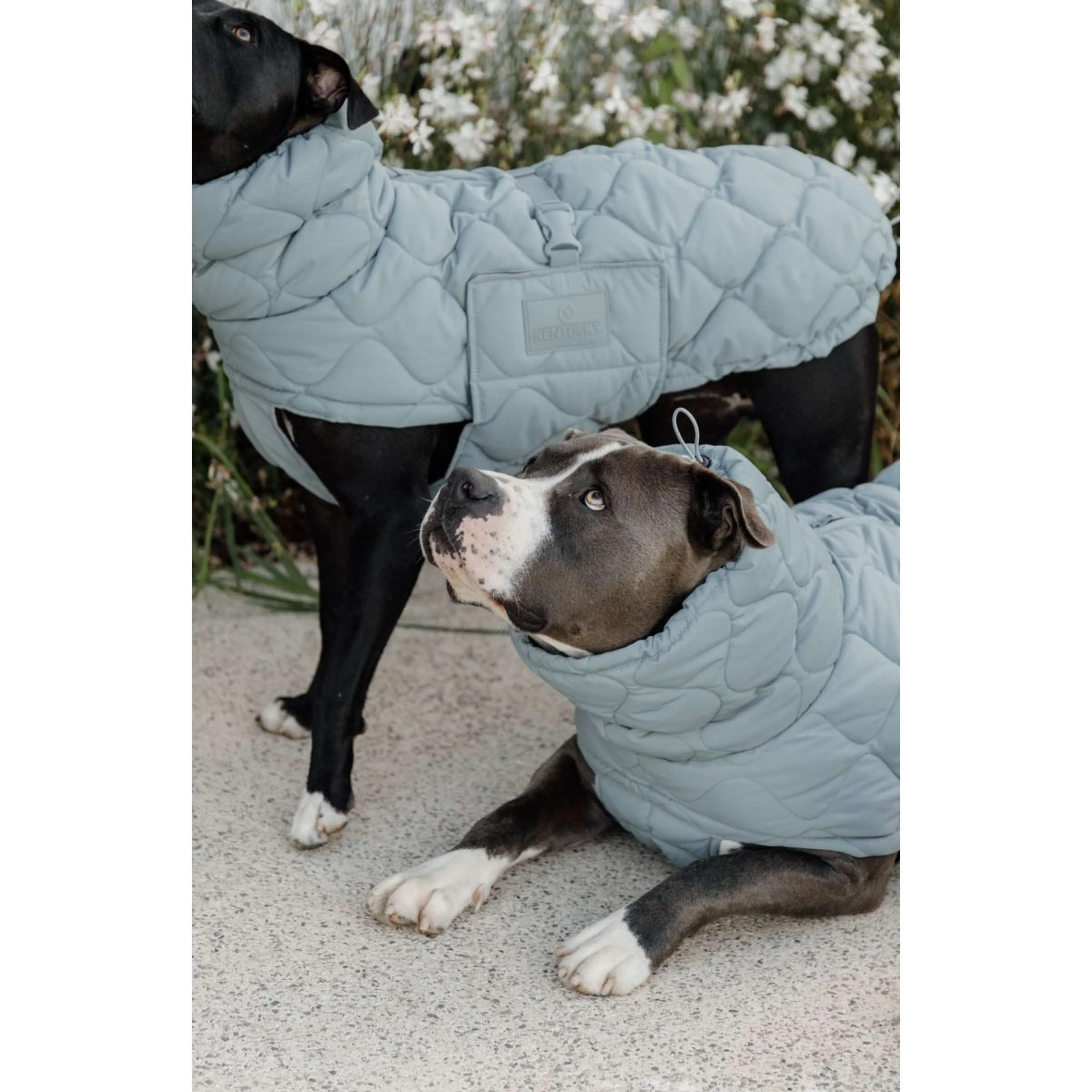 Kentucky Horsewear Coperta per Cani Winter Pina 160g Dusty Blue - Image 4