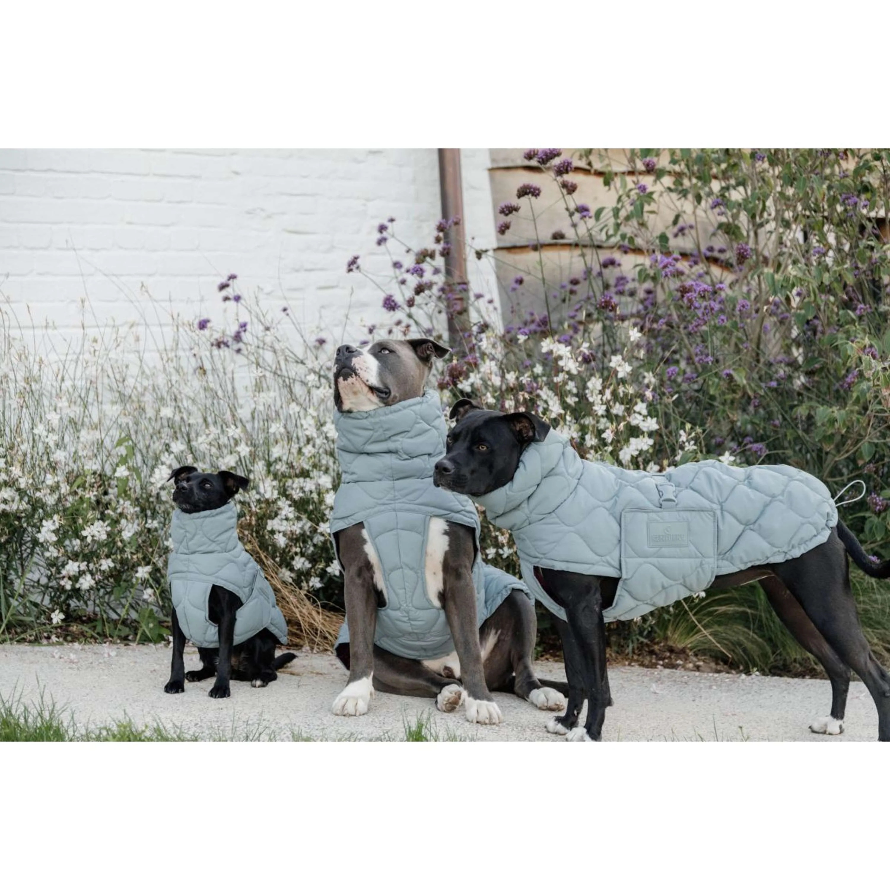 Kentucky Horsewear Coperta per Cani Winter Pina 160g Dusty Blue - Image 5