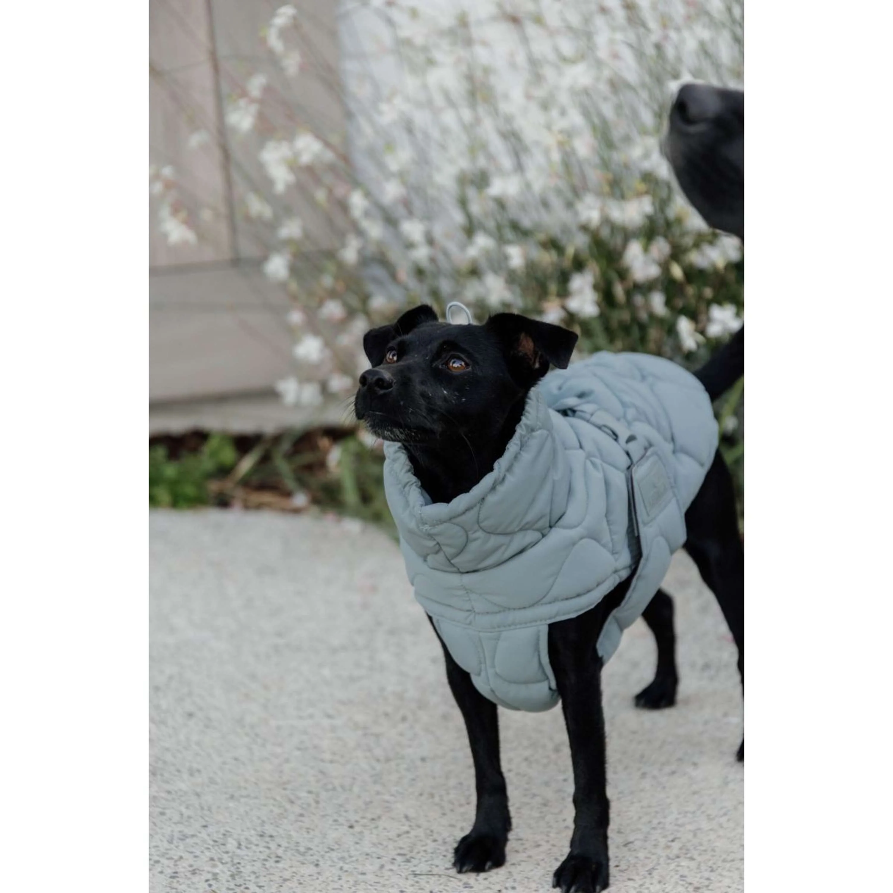 Kentucky Horsewear Coperta per Cani Winter Pina 160g Dusty Blue - Image 7