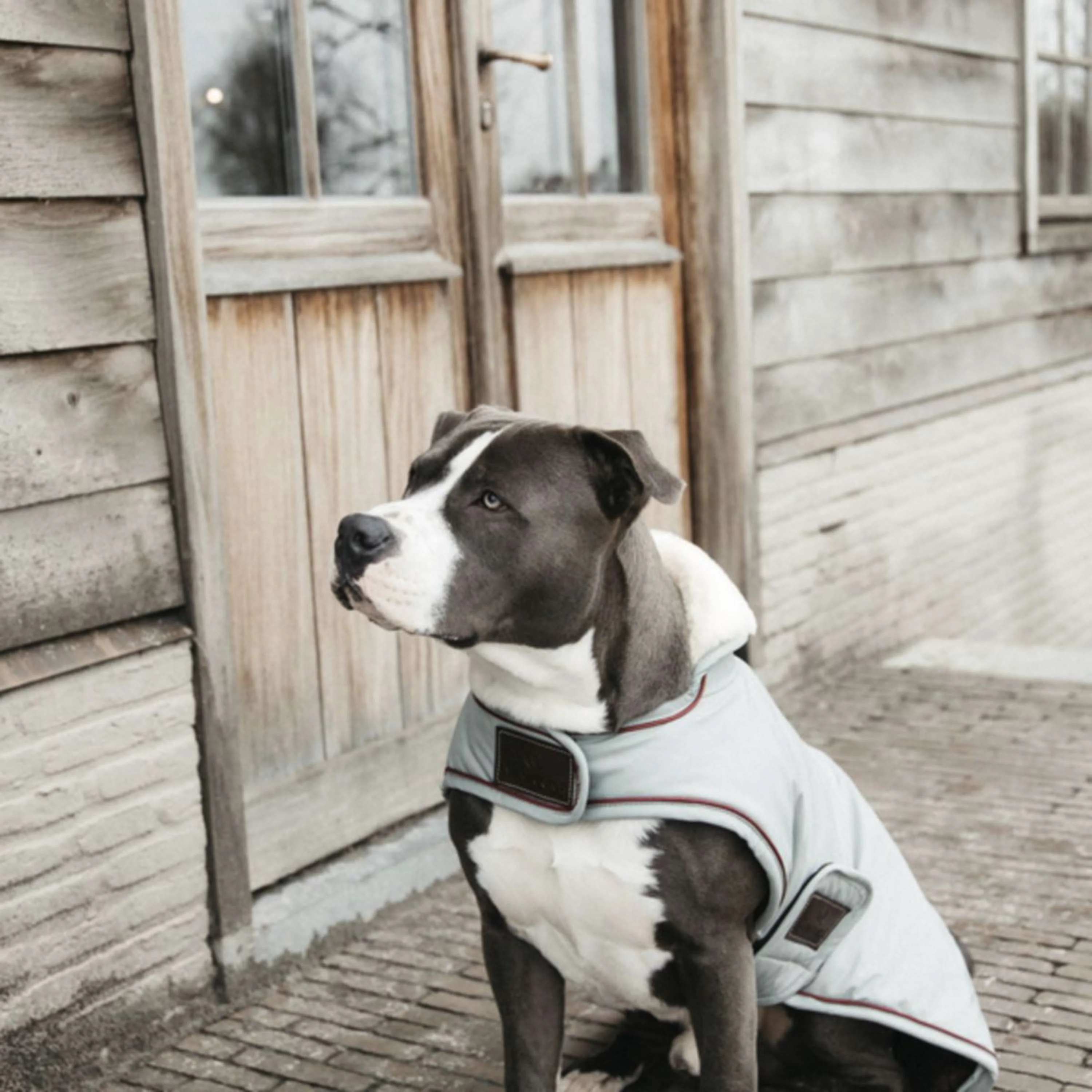 Kentucky Dogwear Cappotto per Cane Waterproof 160 g Dusty Blue