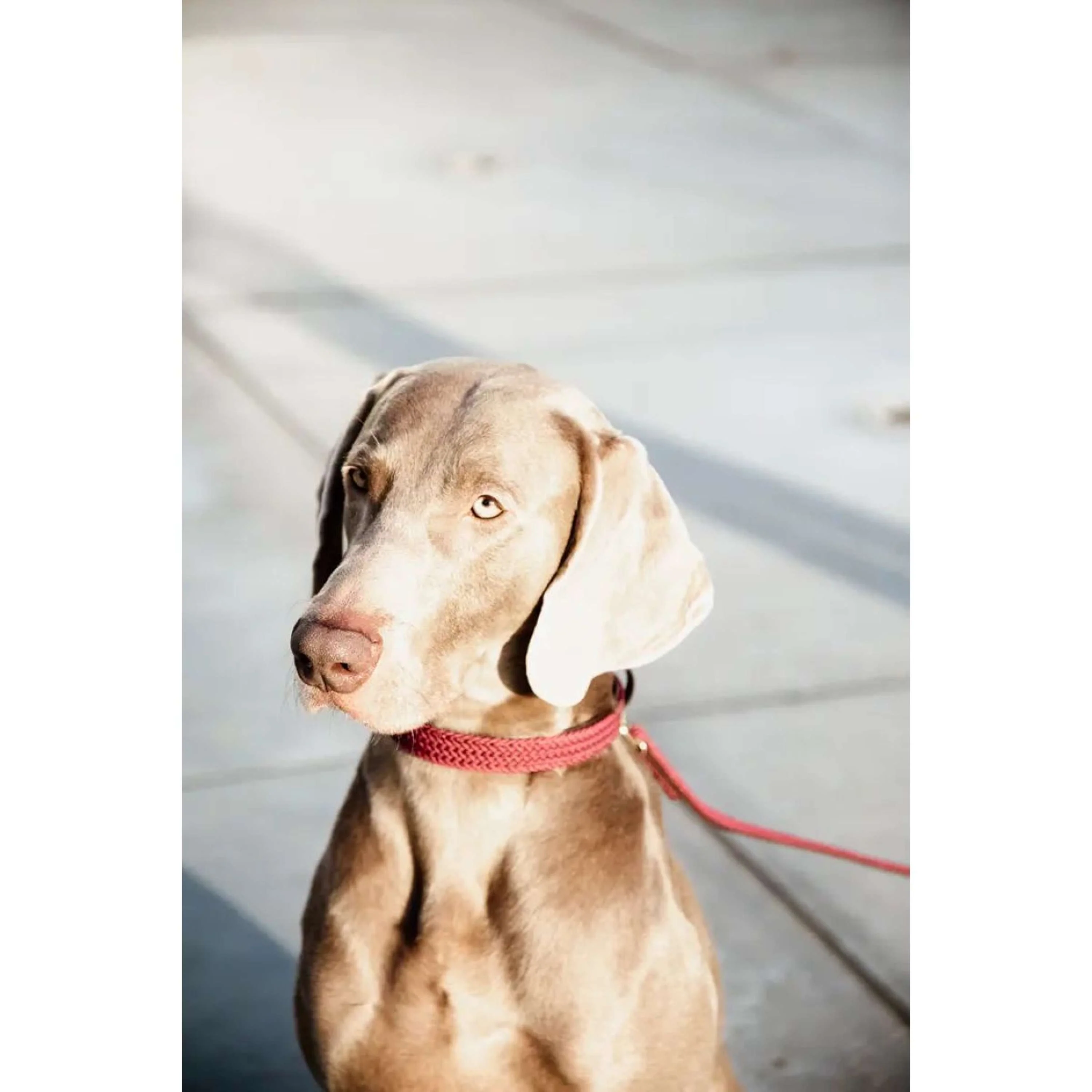 Kentucky Horsewear Halsband Nylon intrecciato per cani Bordeaux