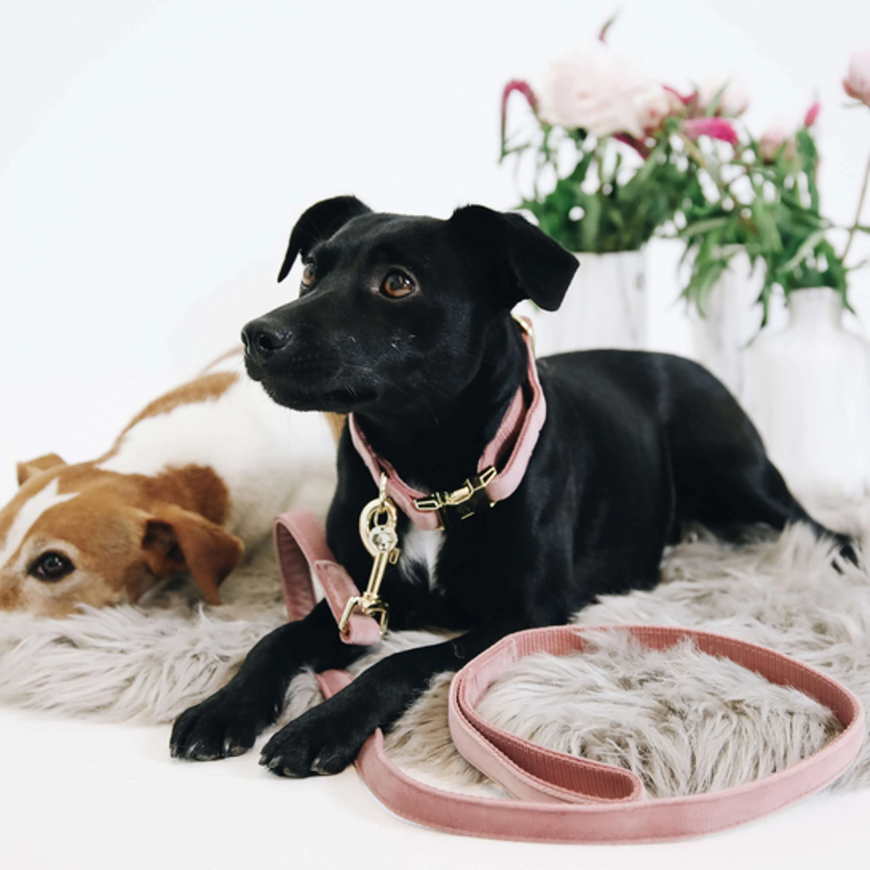 Kentucky Dogwear Halsband Velvet Old Rose - Image 2