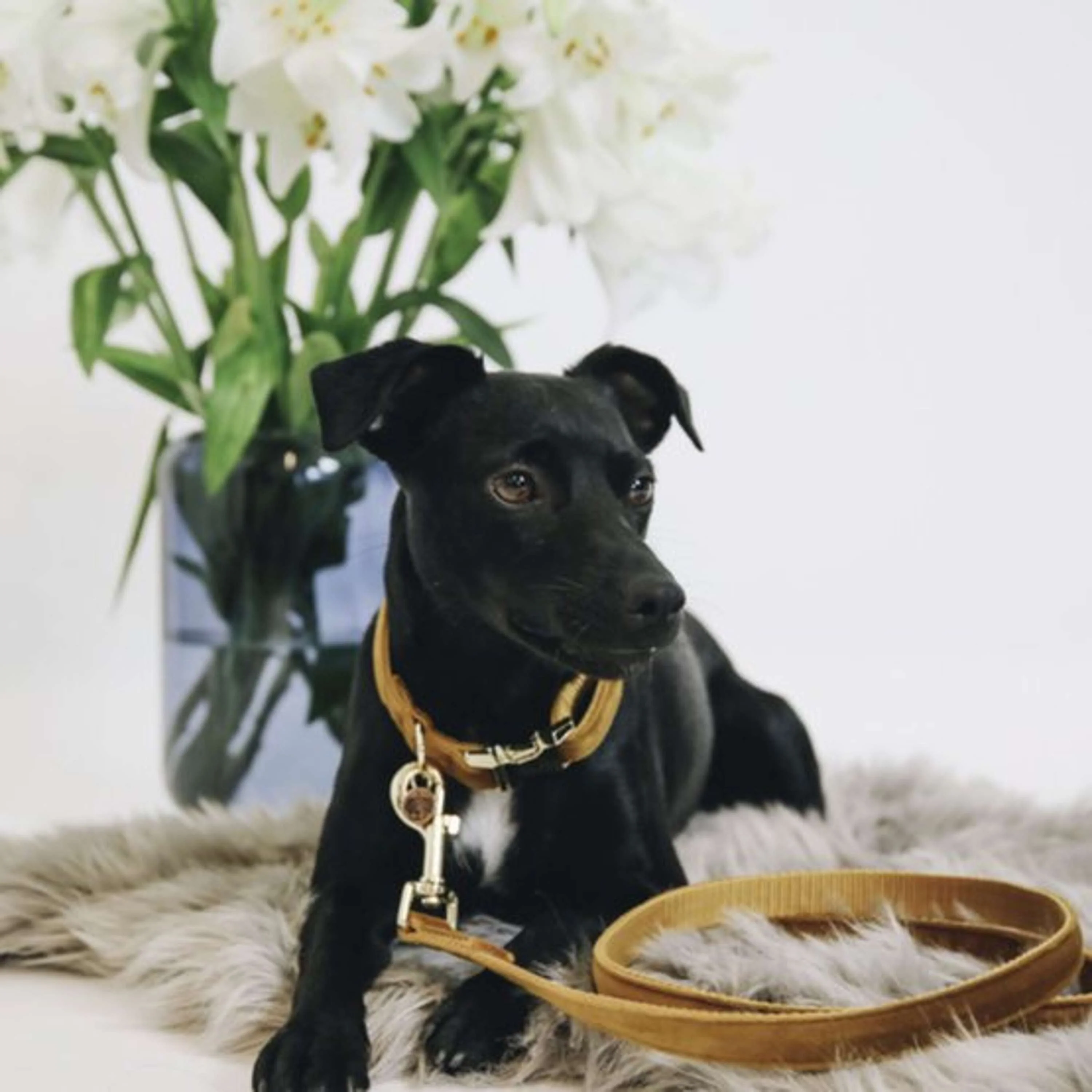 Kentucky Dogwear Halsband Velvet Senape - Image 2