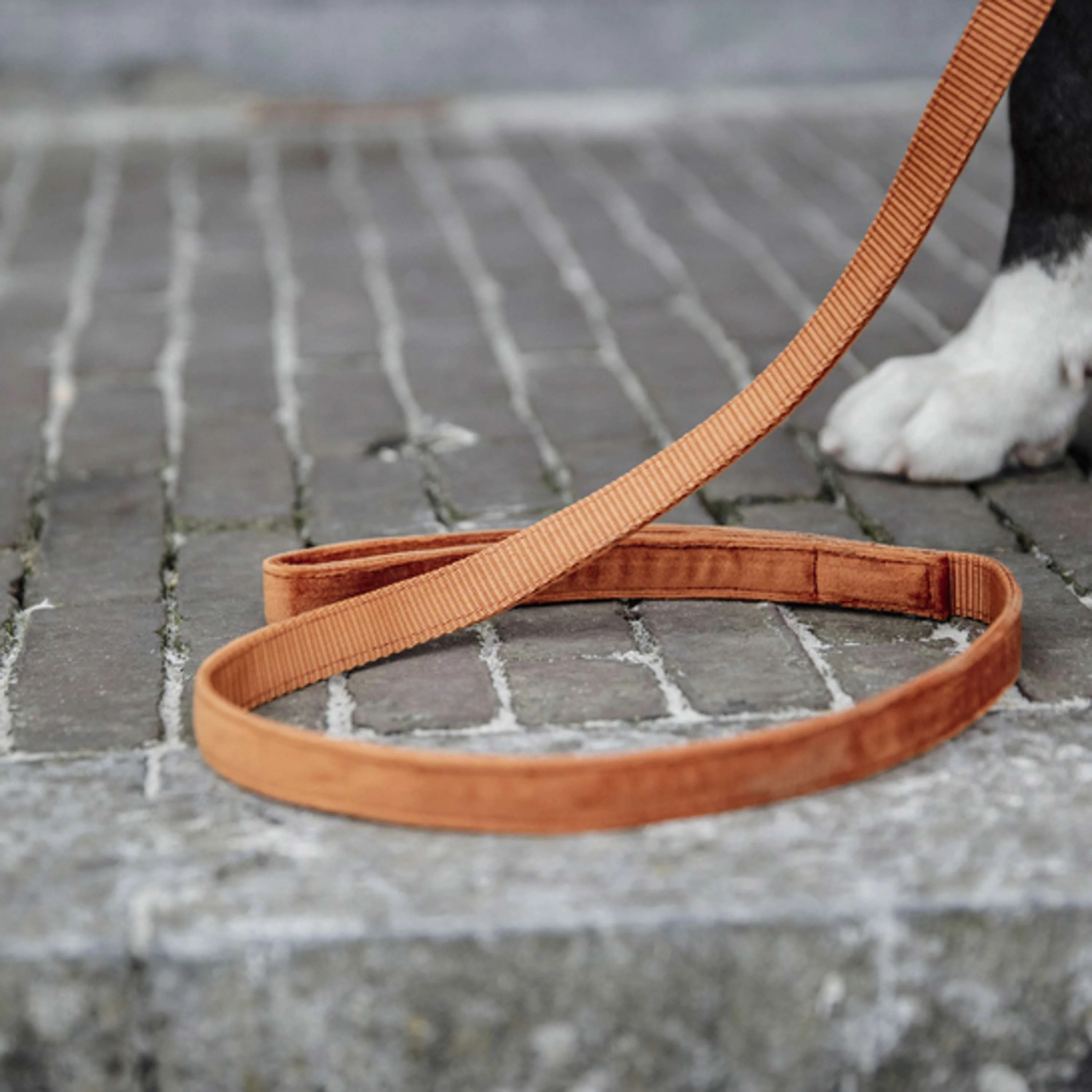 Kentucky Dogwear Guinzaglio per Cane Velvet Arancia - Image 2